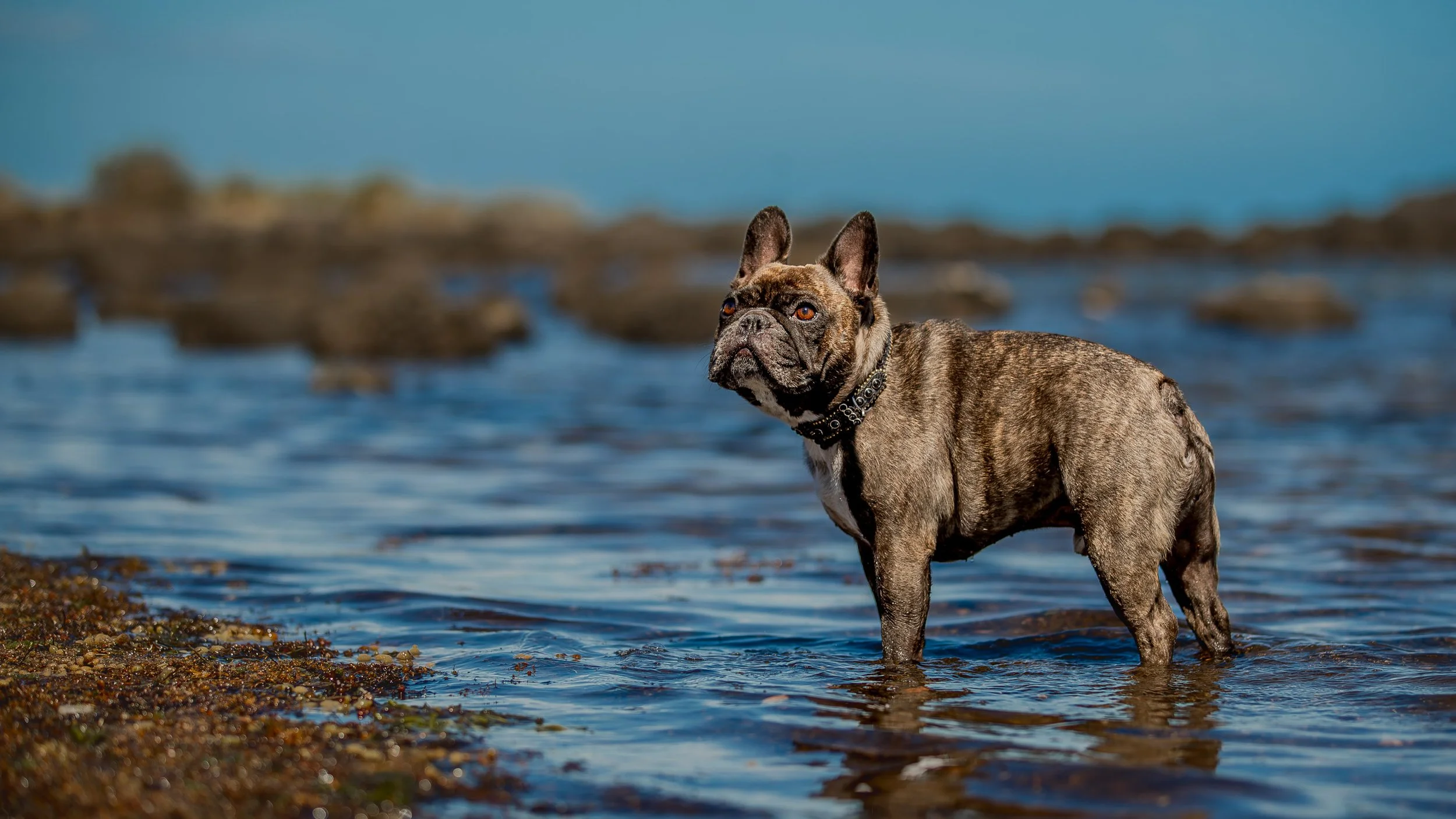 williamstown-dog-photography-1.jpg