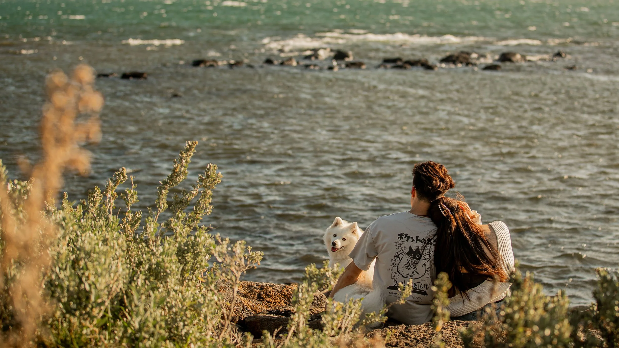 williamstown-dog-photography-3.jpg