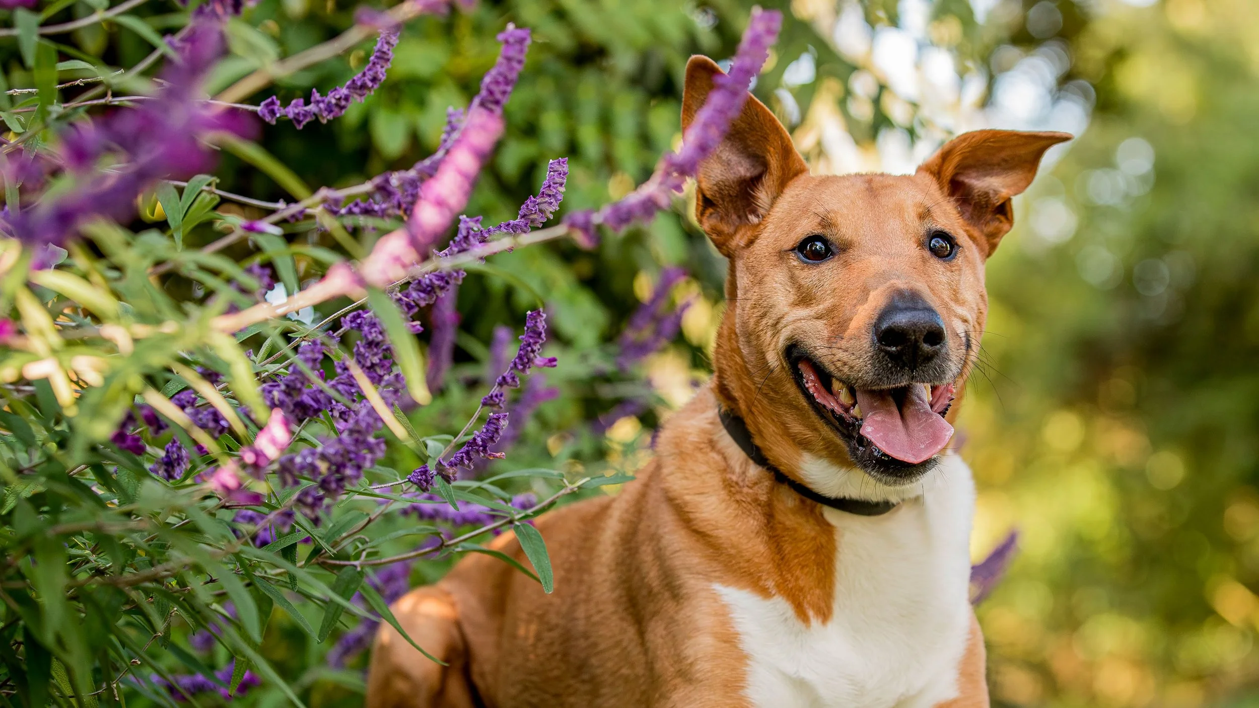 williamstown-dog-photography-6.jpg