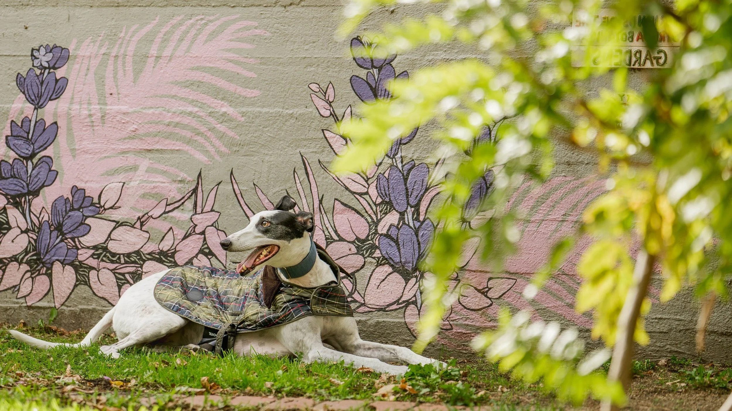 ST-kilda-dog-photos_1-3.jpg