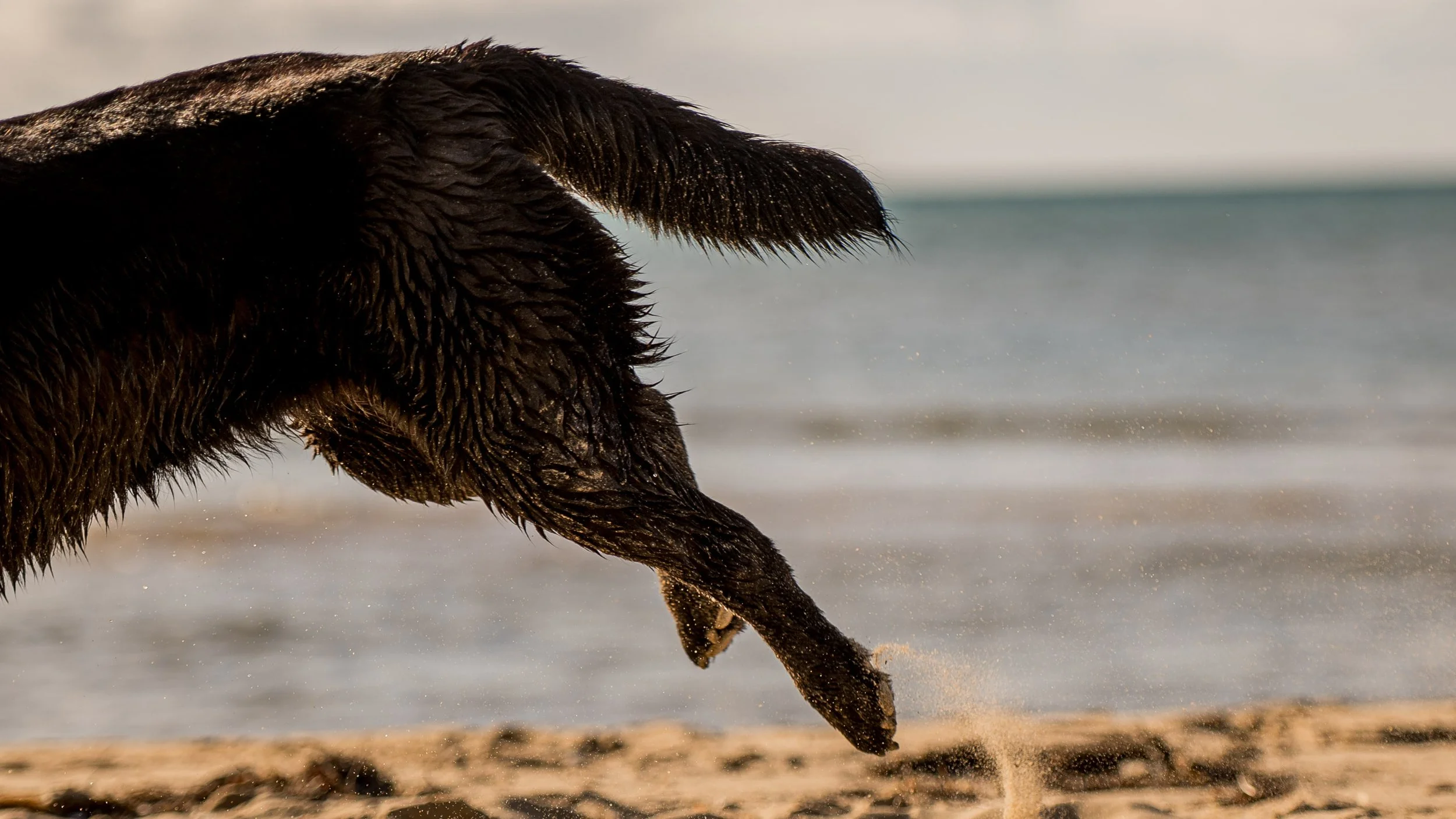 mornington-dog-photography_1-2.jpg