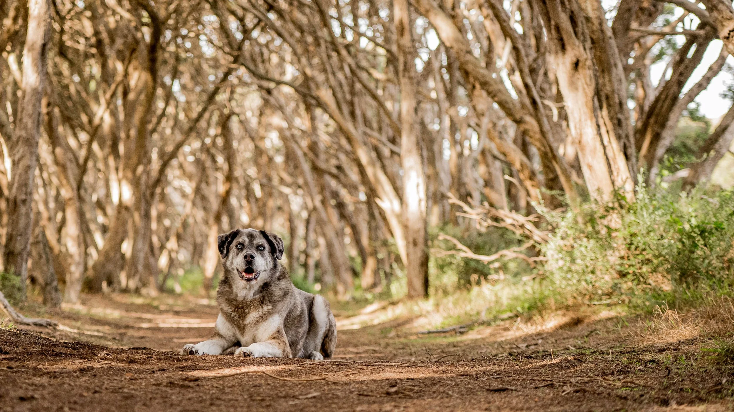 mornington-dog-photography_1-3.jpg