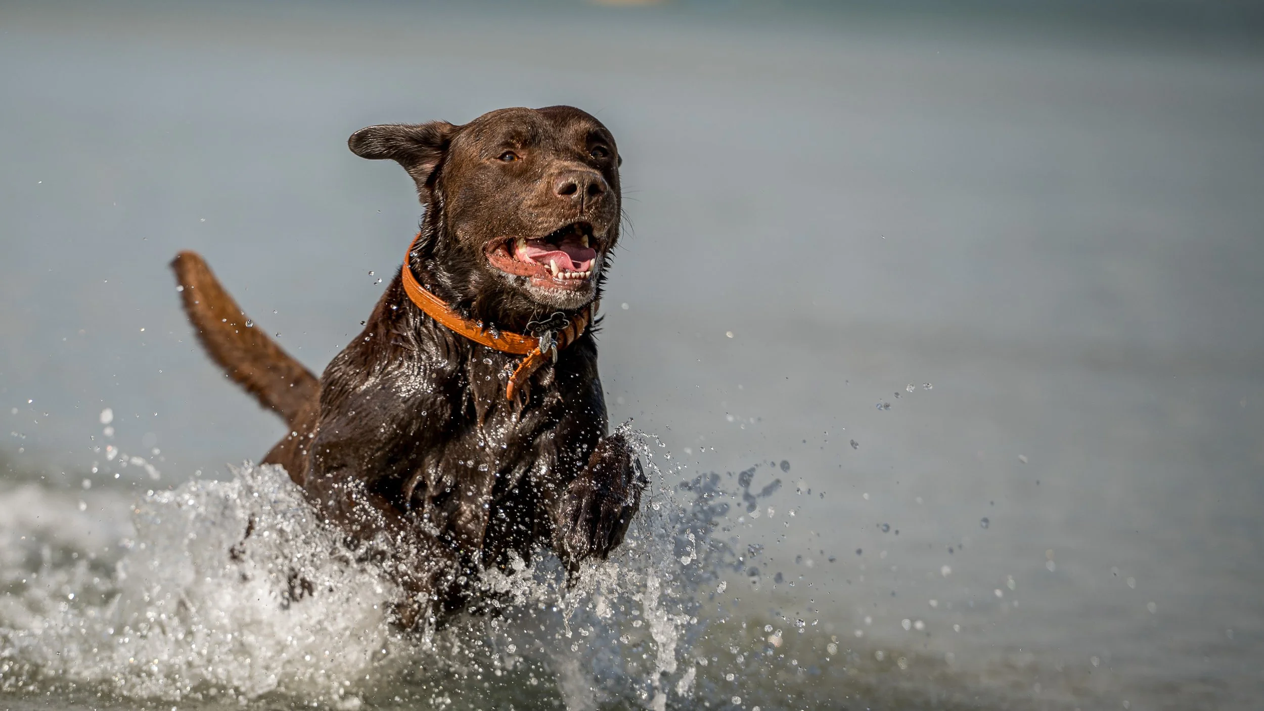 mornington-dog-photography_1-6.jpg