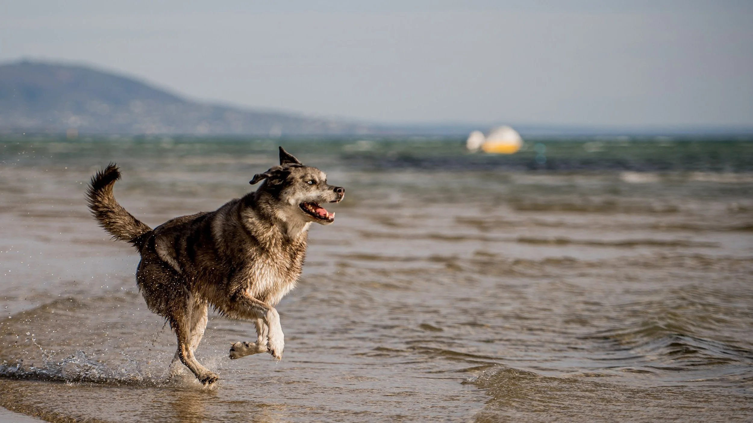 mornington-dog-photography_1-4.jpg