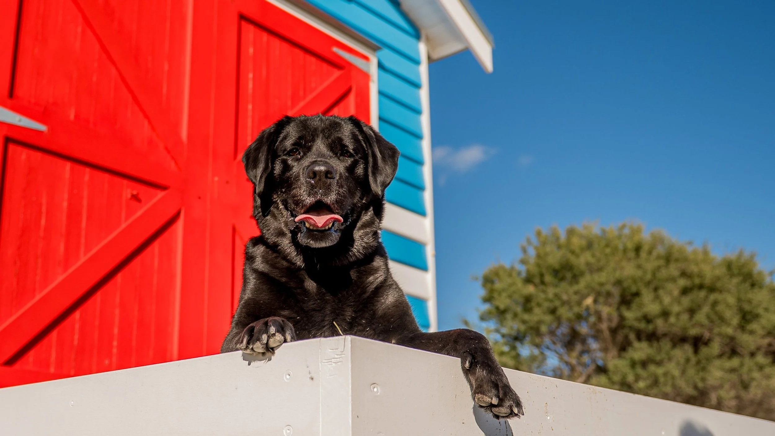 mornington-dog-photography_1.jpg