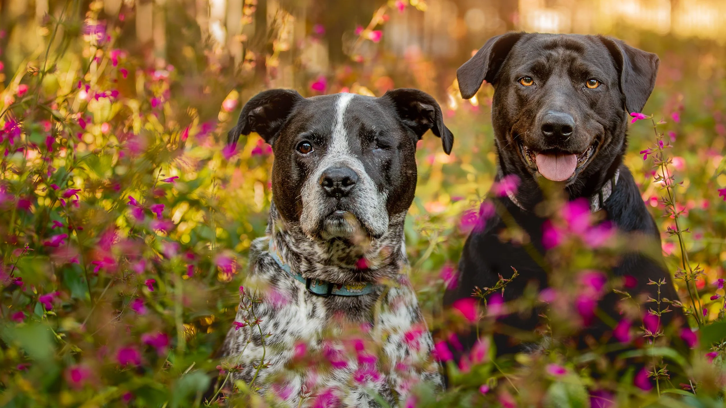 geelong-dog-photography_1-2.jpg (Copy)
