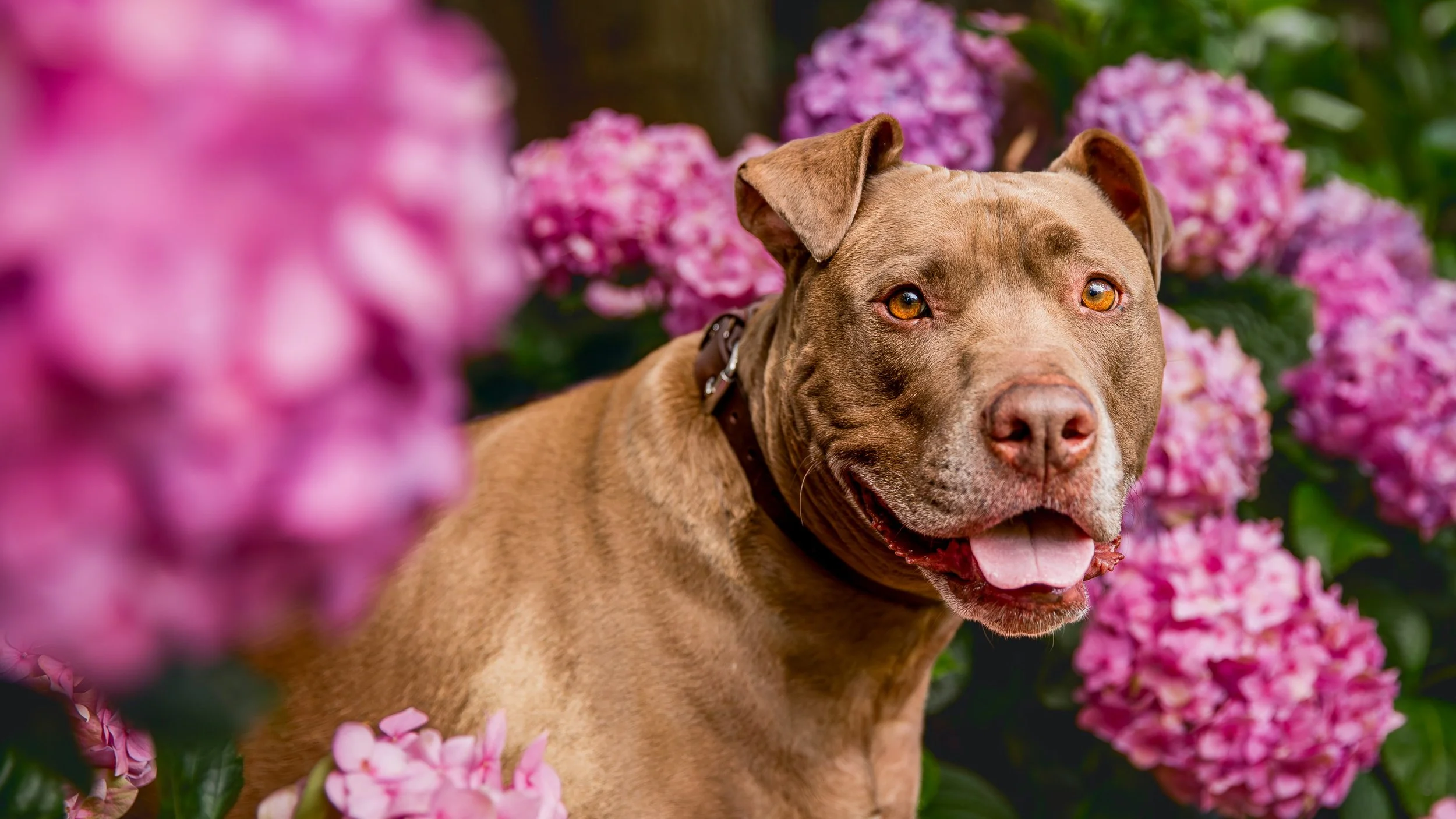 geelong-dog-photography_1-3.jpg (Copy)