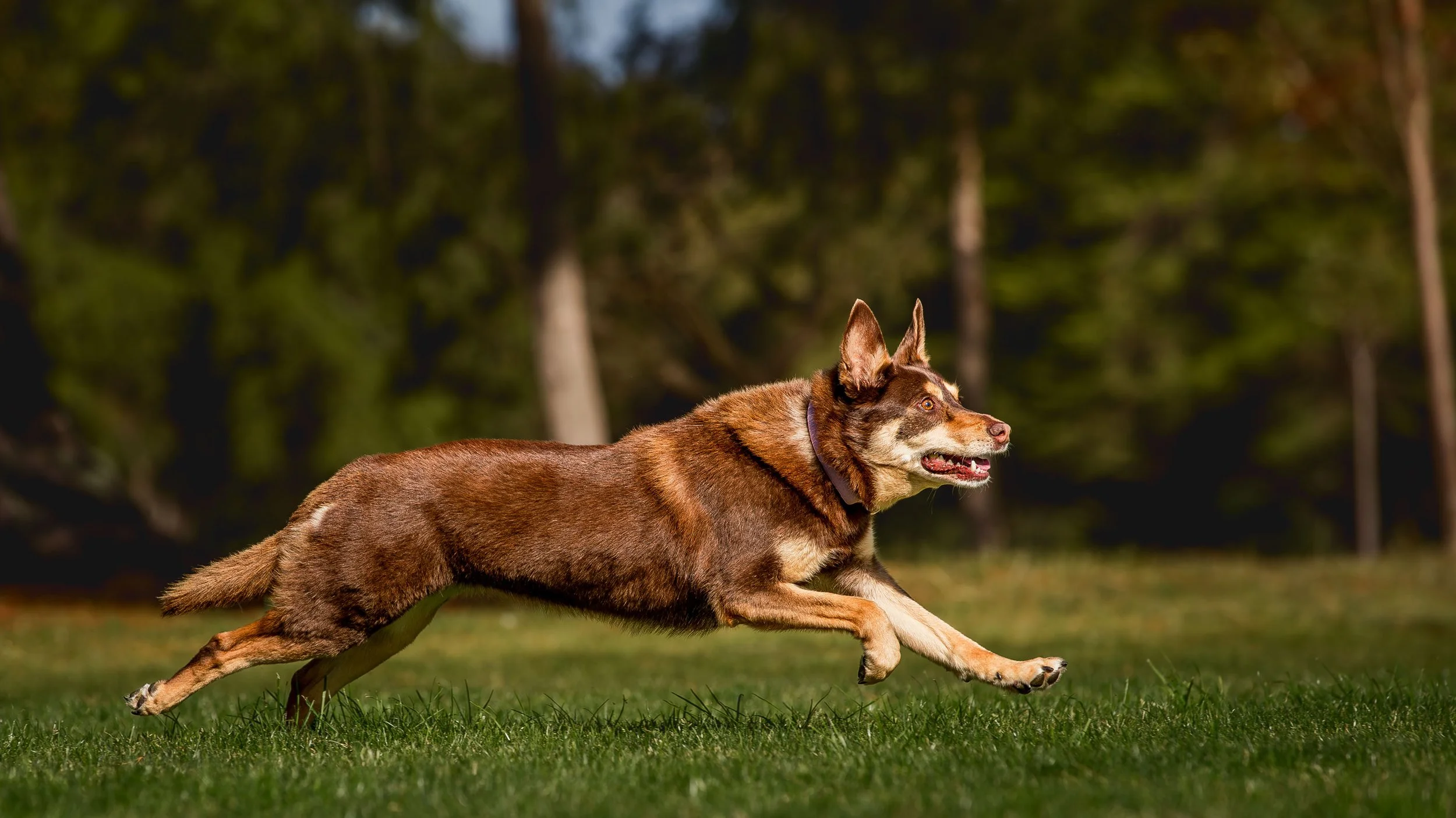 geelong-dog-photography_1-5.jpg (Copy)