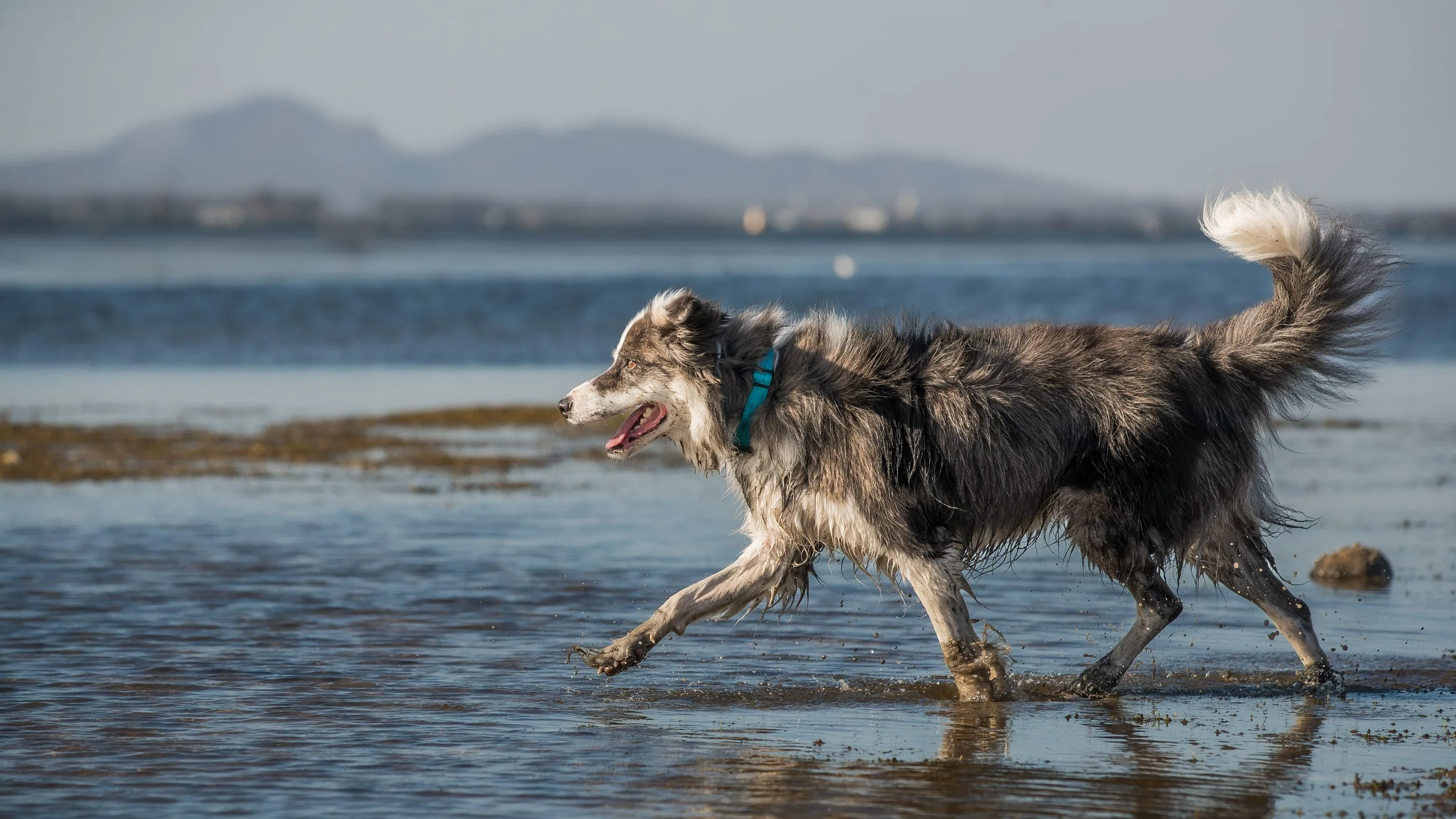 geelong-dog-photography_1-7.jpg (Copy)