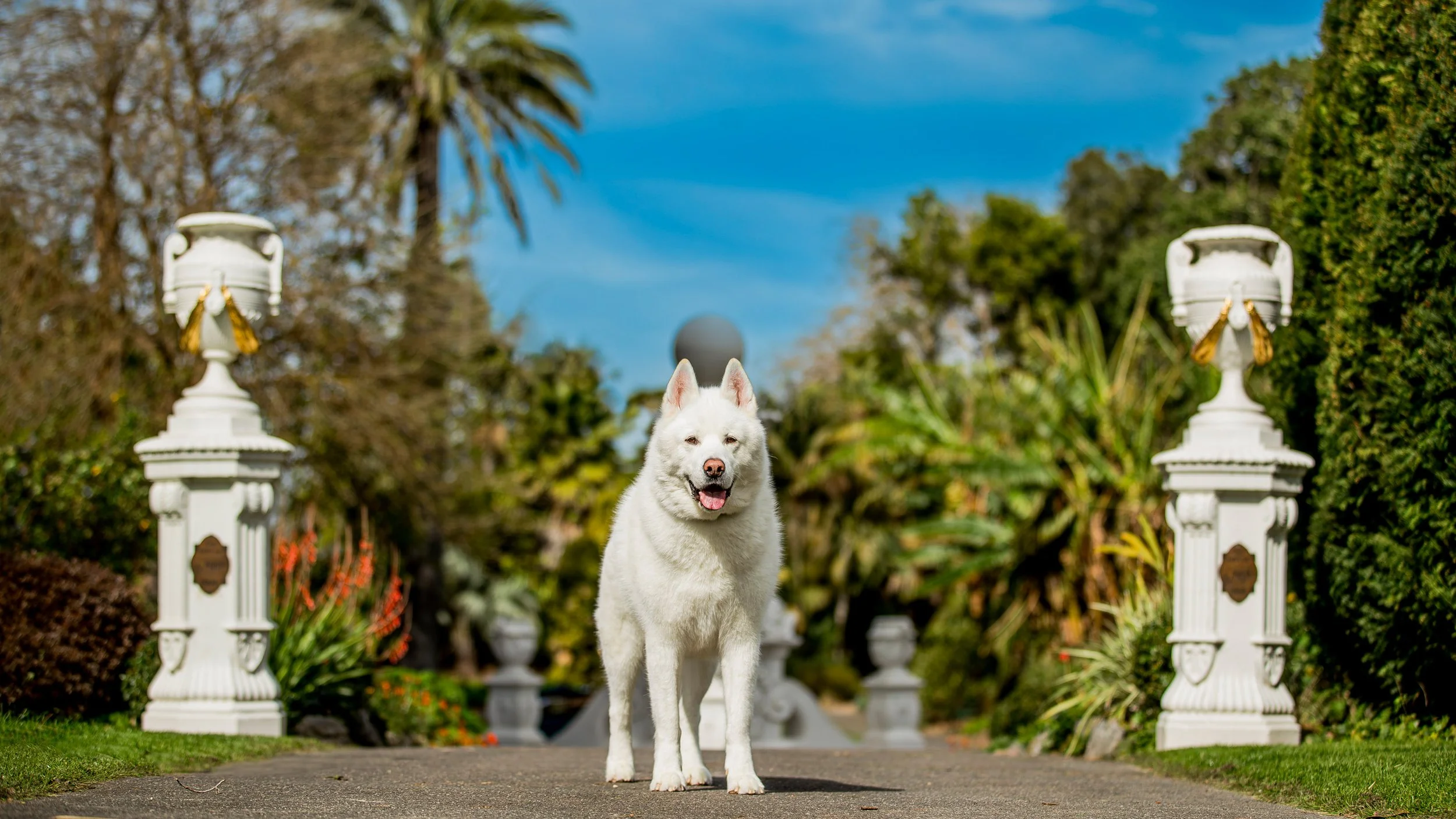 geelong-dog-photography_1-10.jpg (Copy)