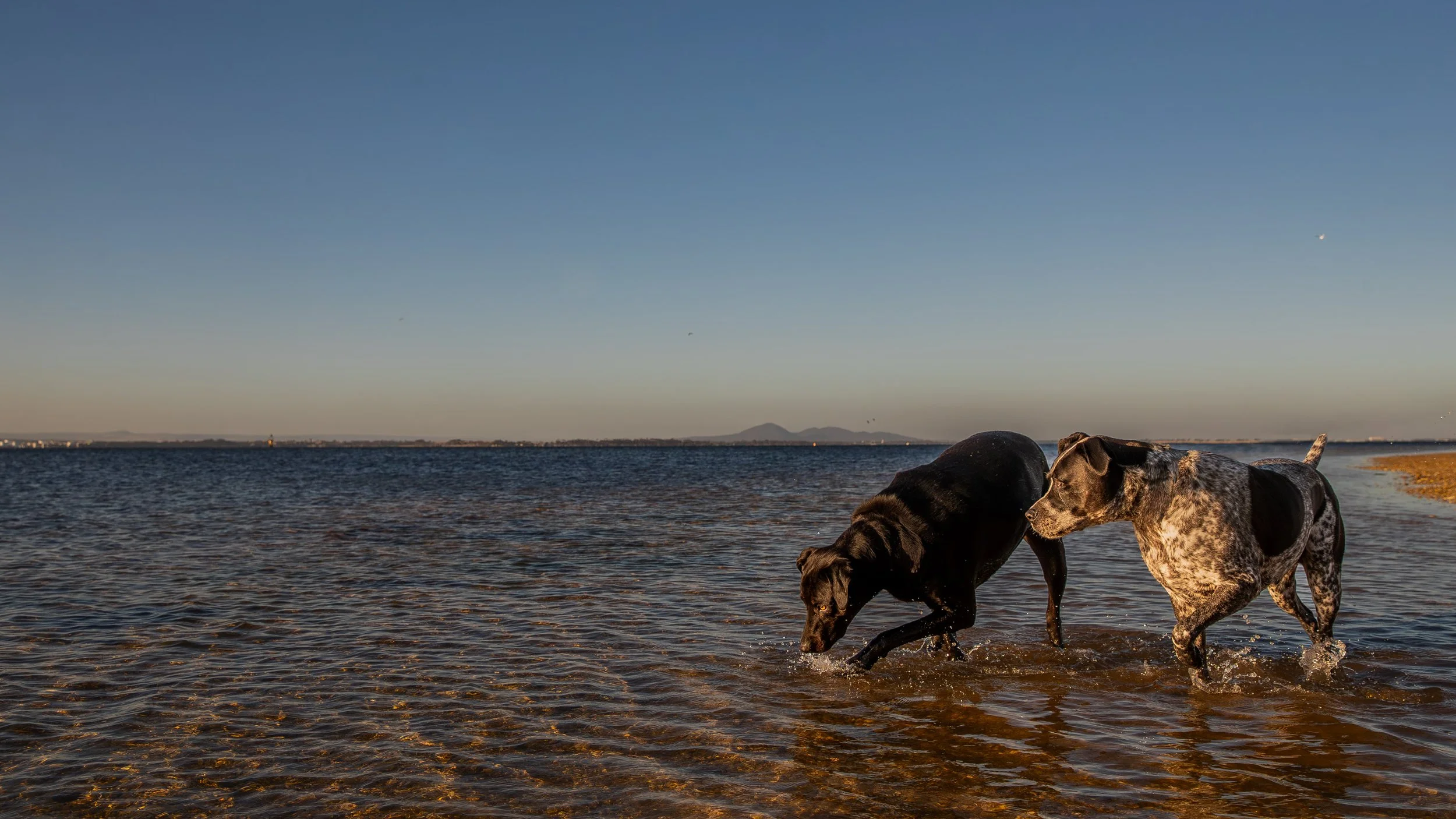 geelong-dog-photography_1.jpg (Copy)