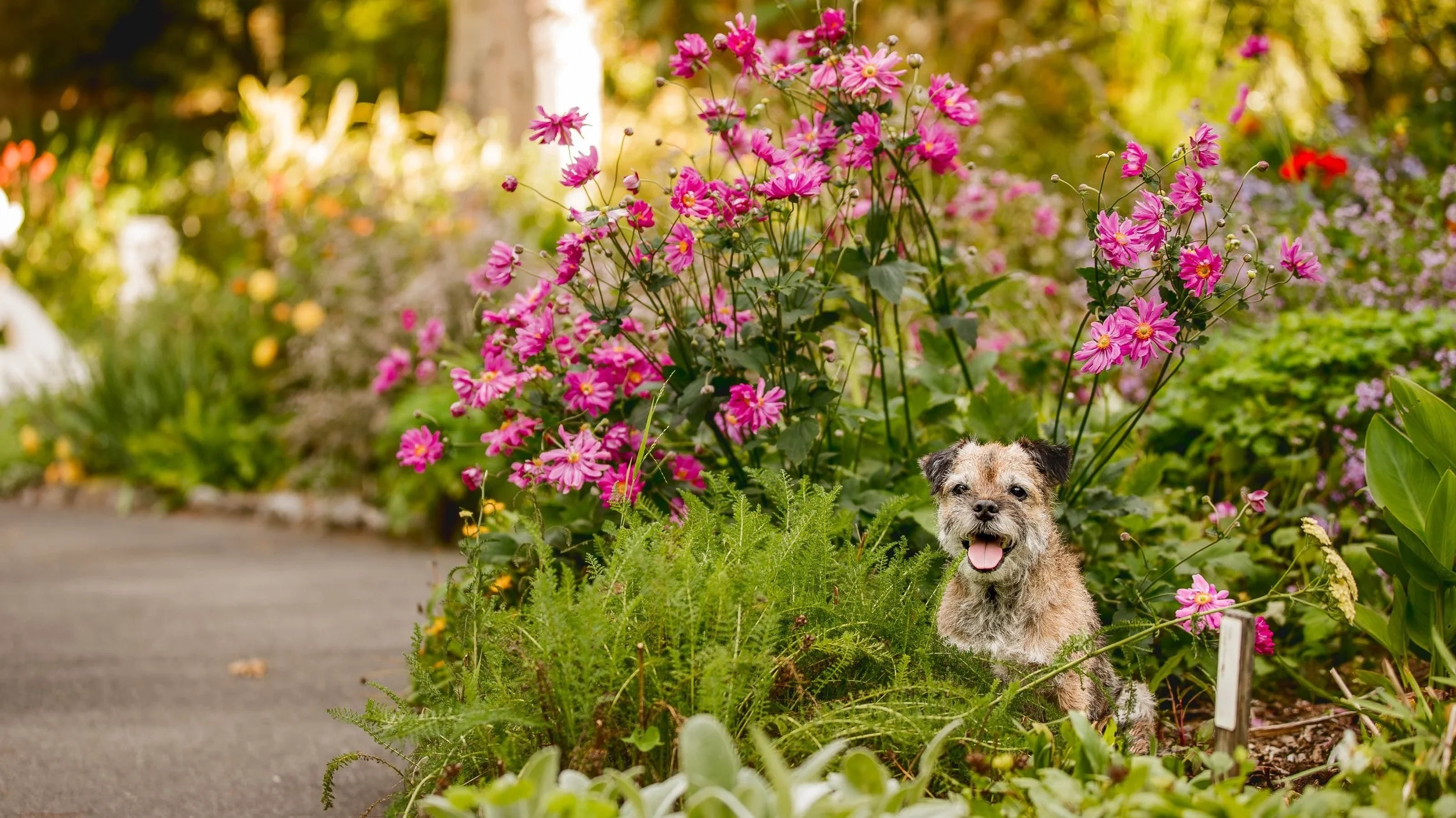 geelong-dog-photography_1-4.jpg (Copy)