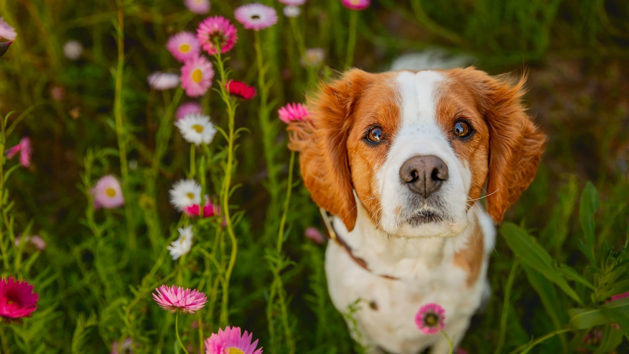 geelong-dog-photography_1-11.jpg (Copy)