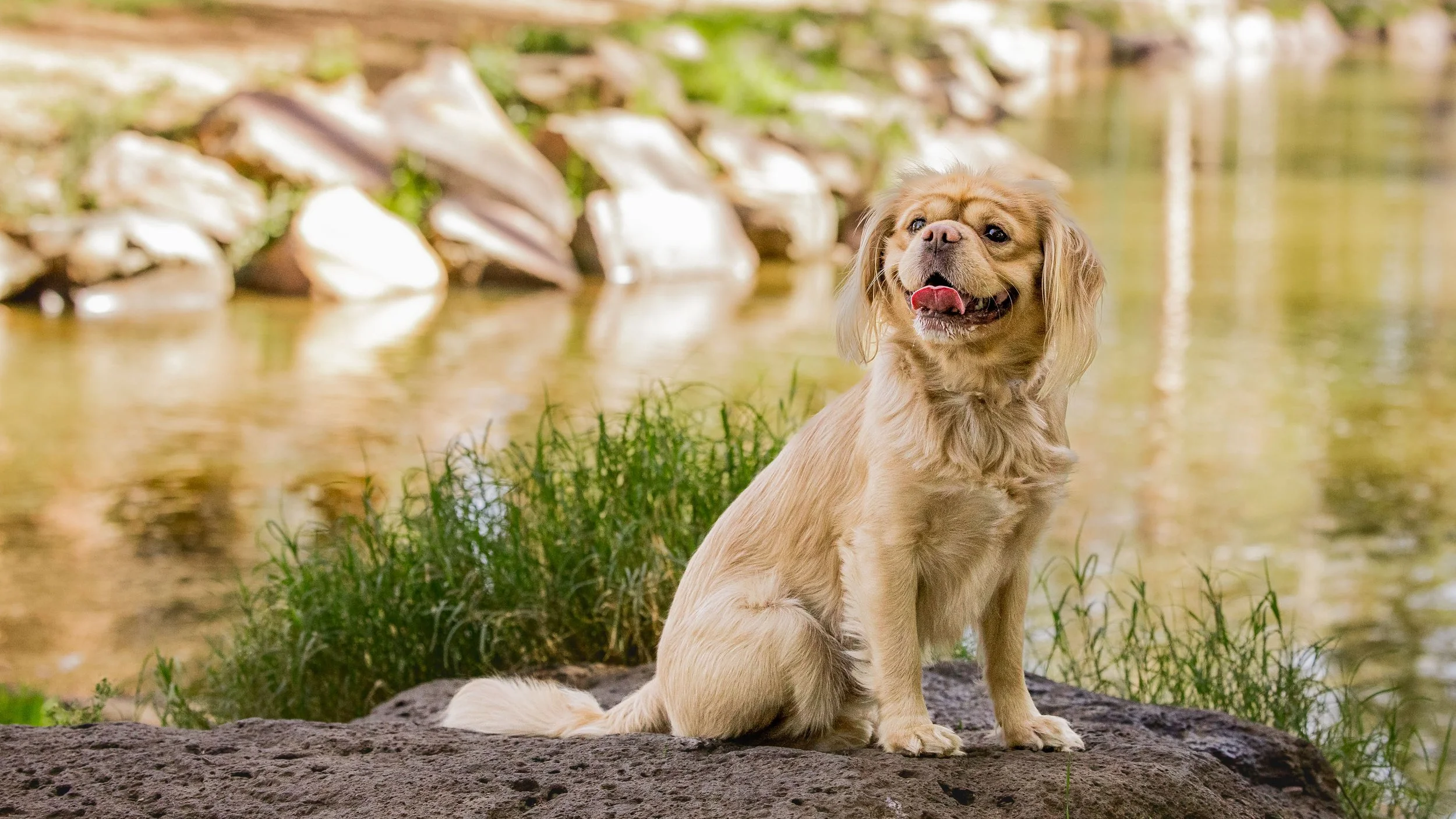 lilydale-dog-photography_1-3.jpg