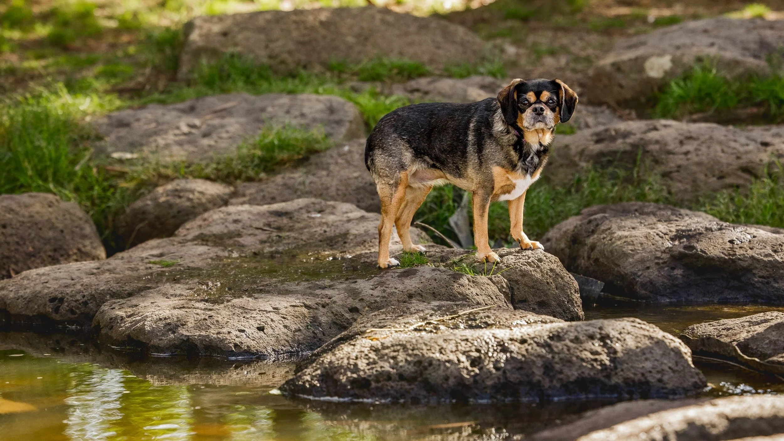 lilydale-dog-photography_1-2.jpg