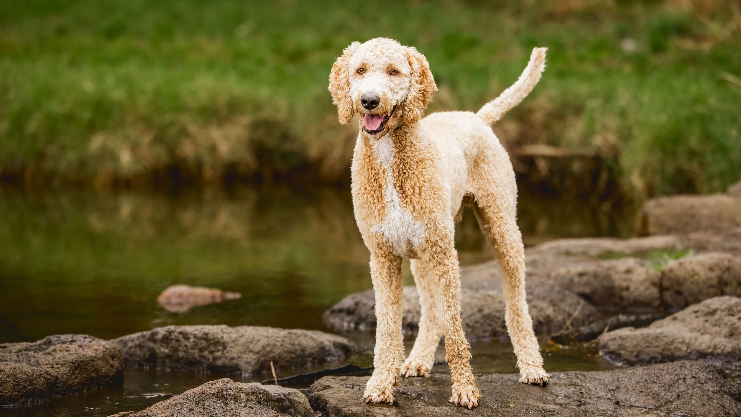 lilydale-dog-photography_1.jpg