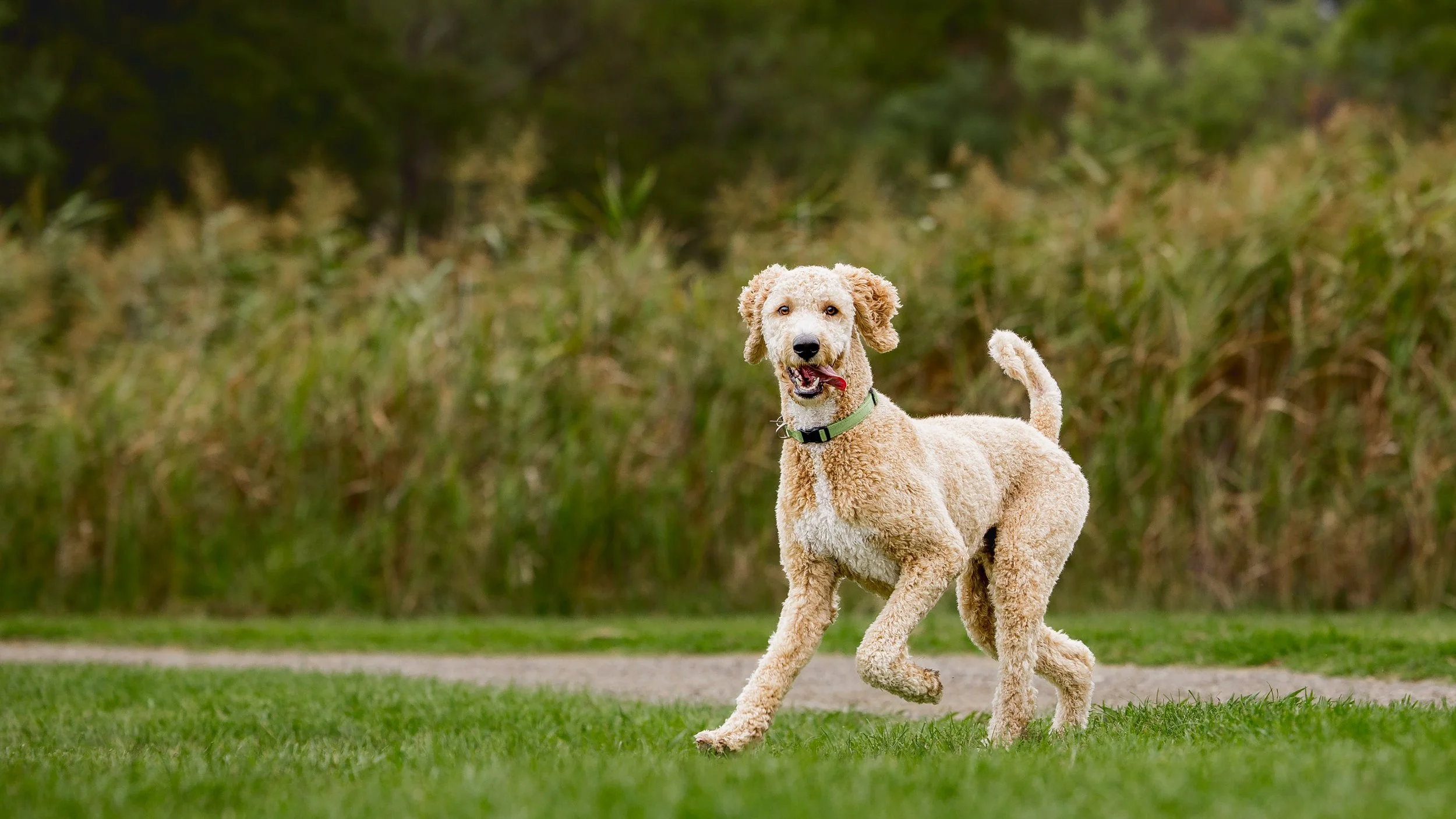lilydale-dog-photography_1-6.jpg