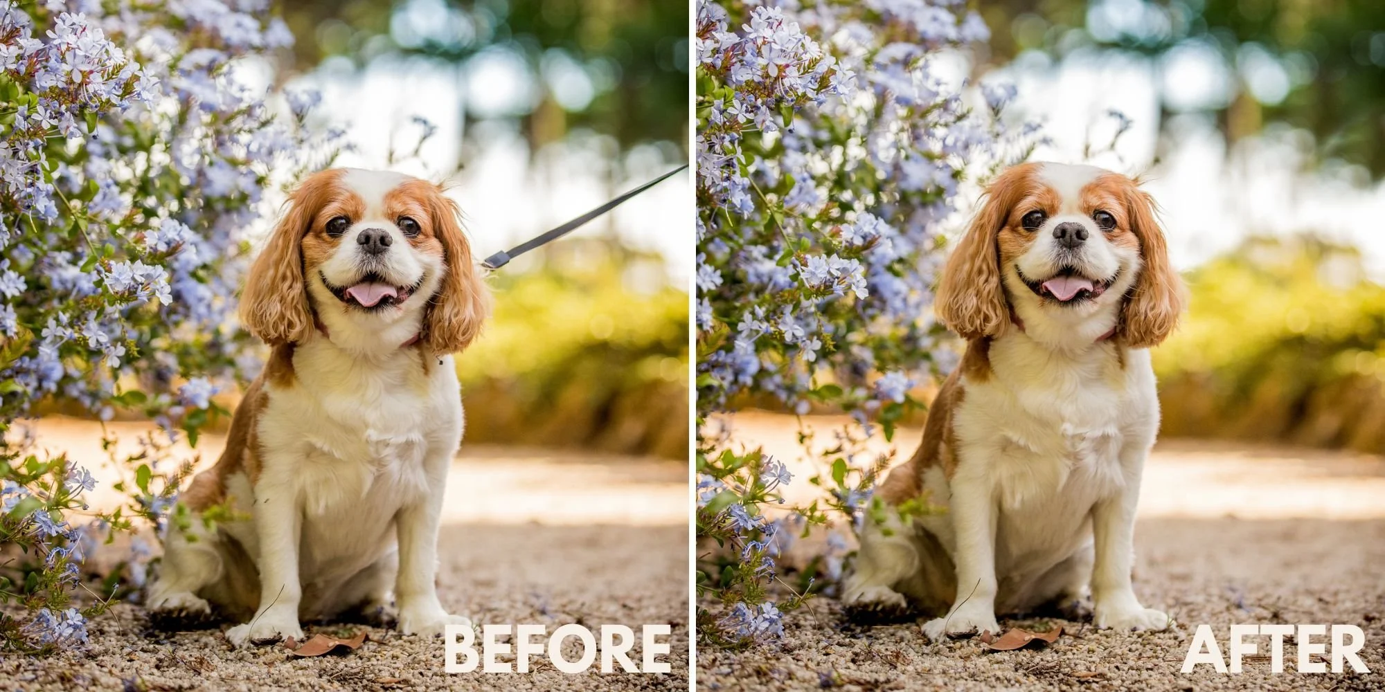 Leash Removal (4).jpg