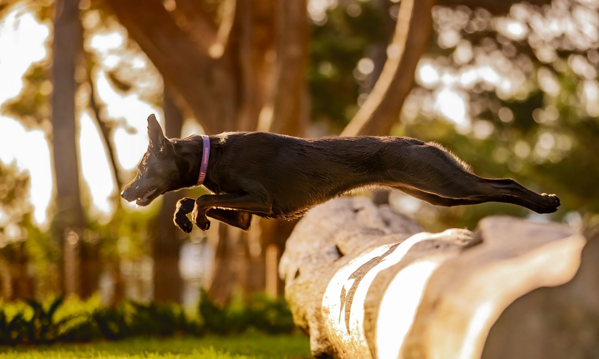 action dog photography.jpg (Copy) (Copy)