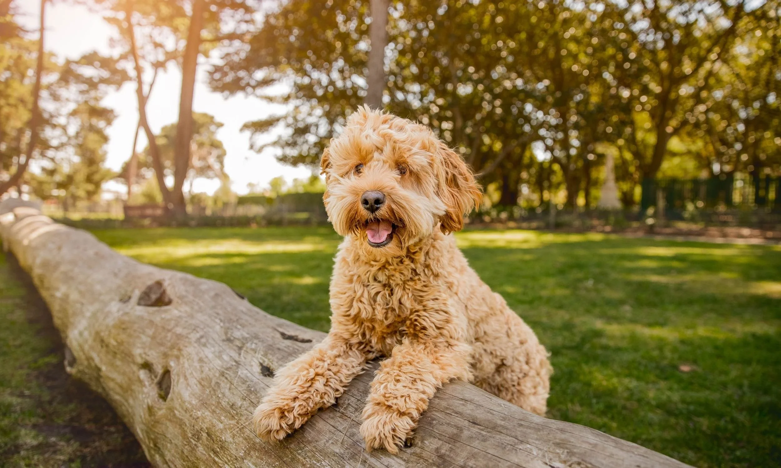amazing dog photographer.jpg (Copy) (Copy)
