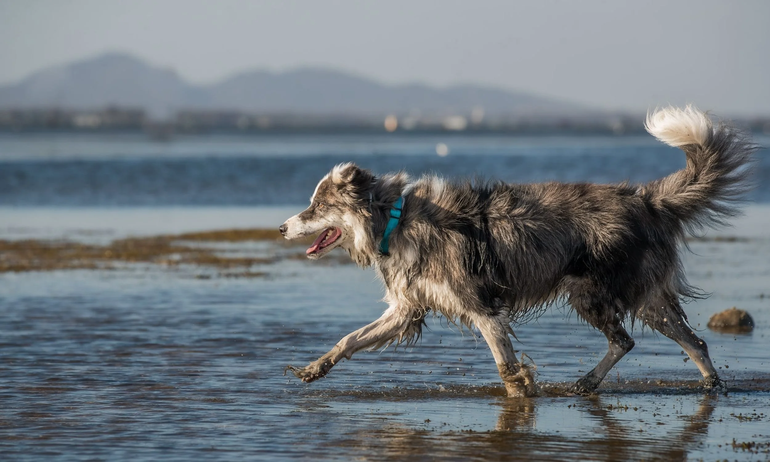 beach dog photoshoot.jpg (Copy) (Copy)