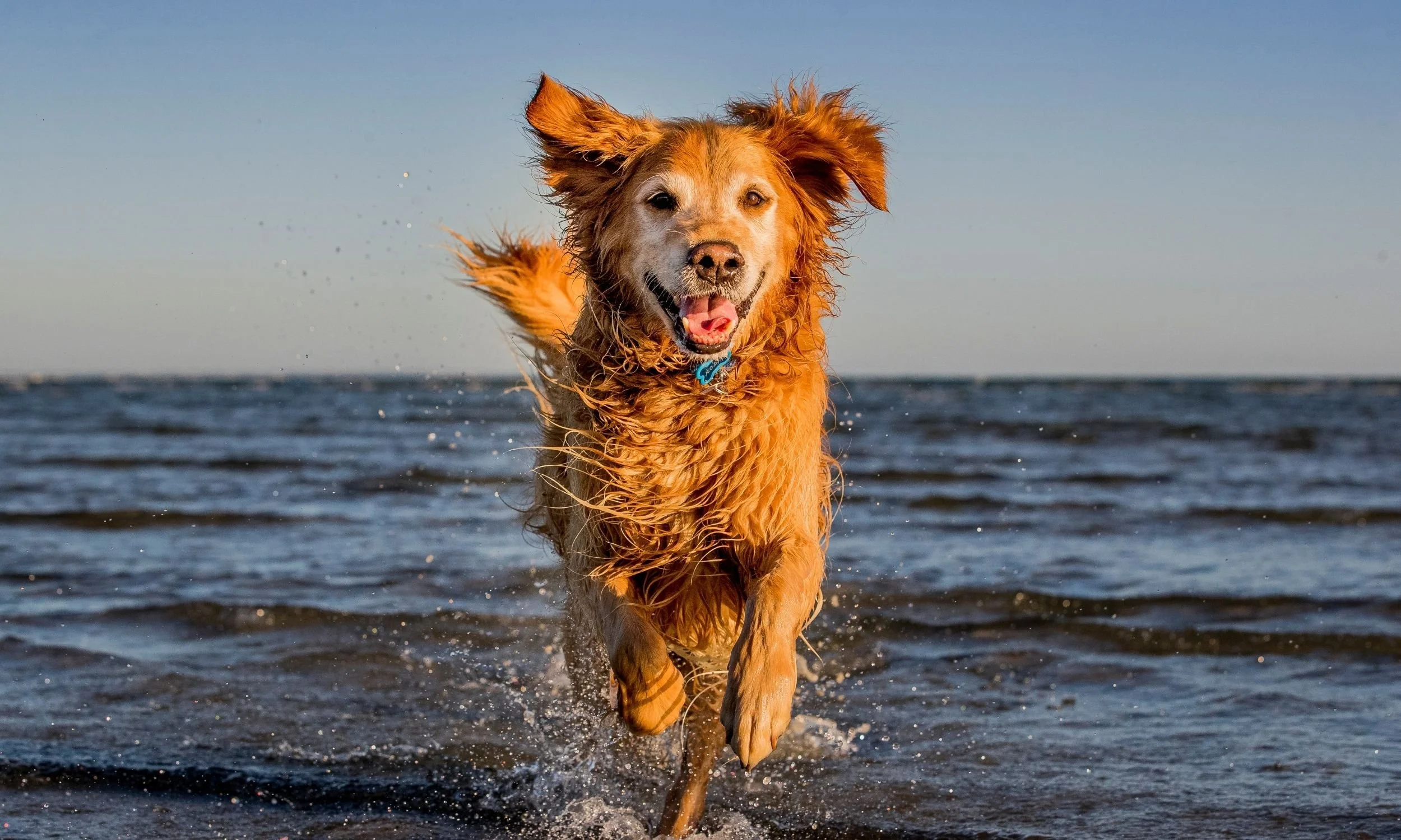 Beach photoshoot with dog.jpg (Copy) (Copy)