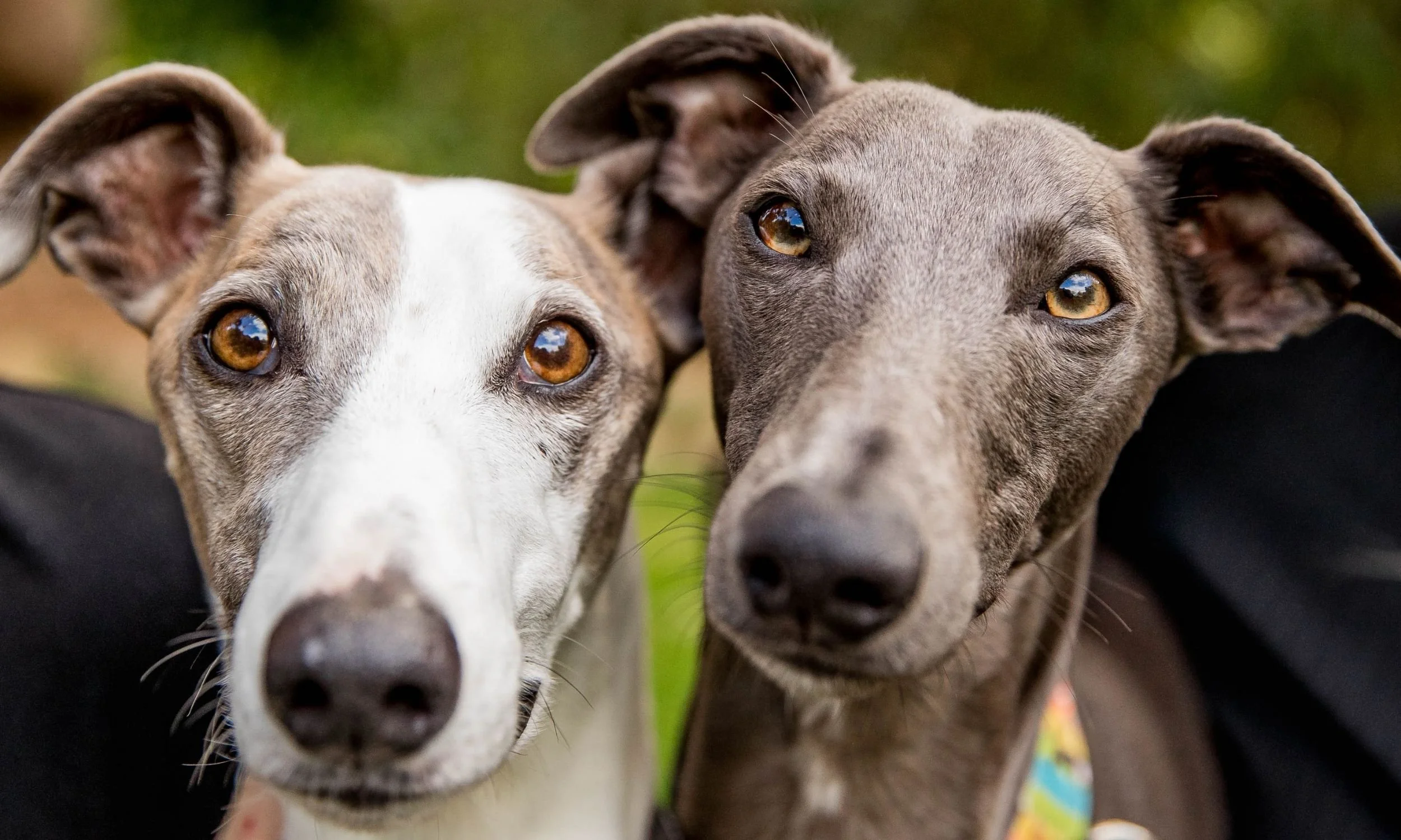 Best pet photos in melbourne.jpg (Copy) (Copy)