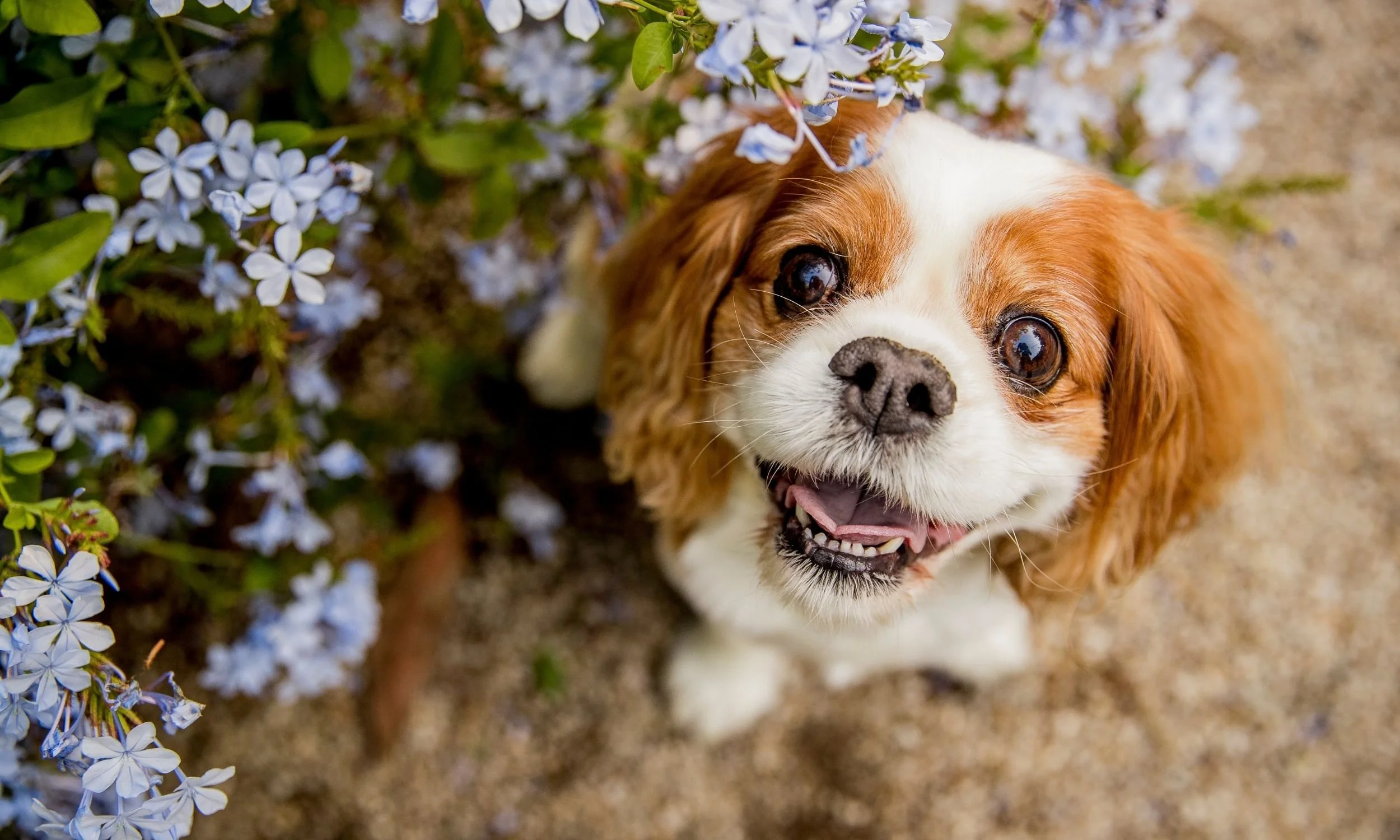 Dog photographer geelong.jpg (Copy) (Copy)