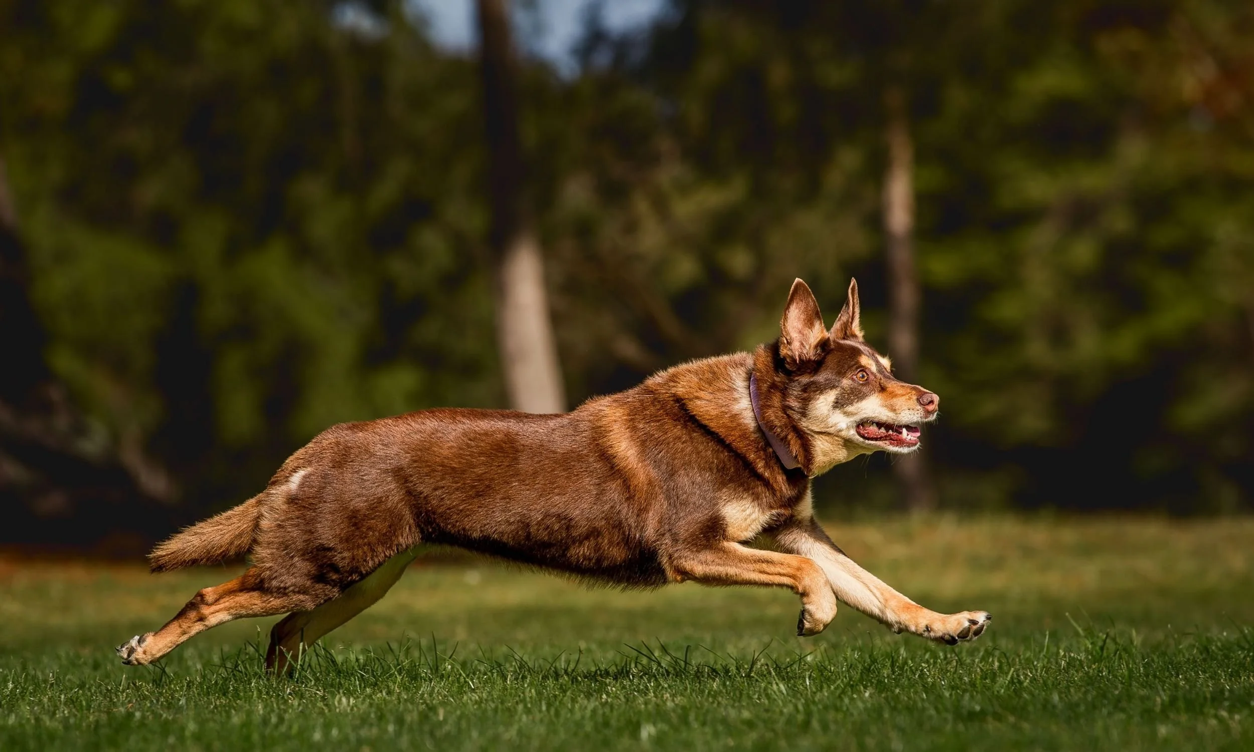 geelong dog photographer.jpg (Copy) (Copy)