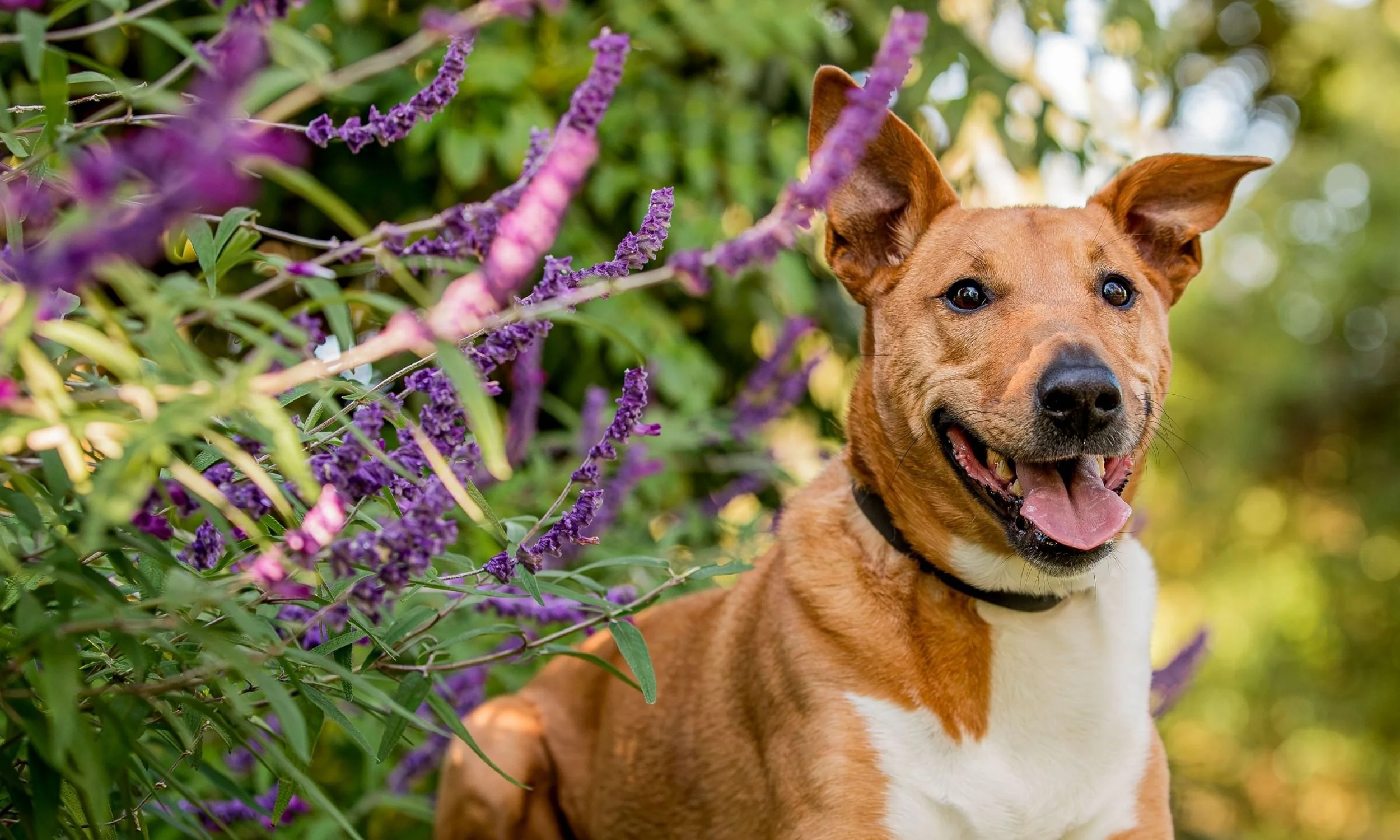 mornington pet photography.jpg (Copy) (Copy)