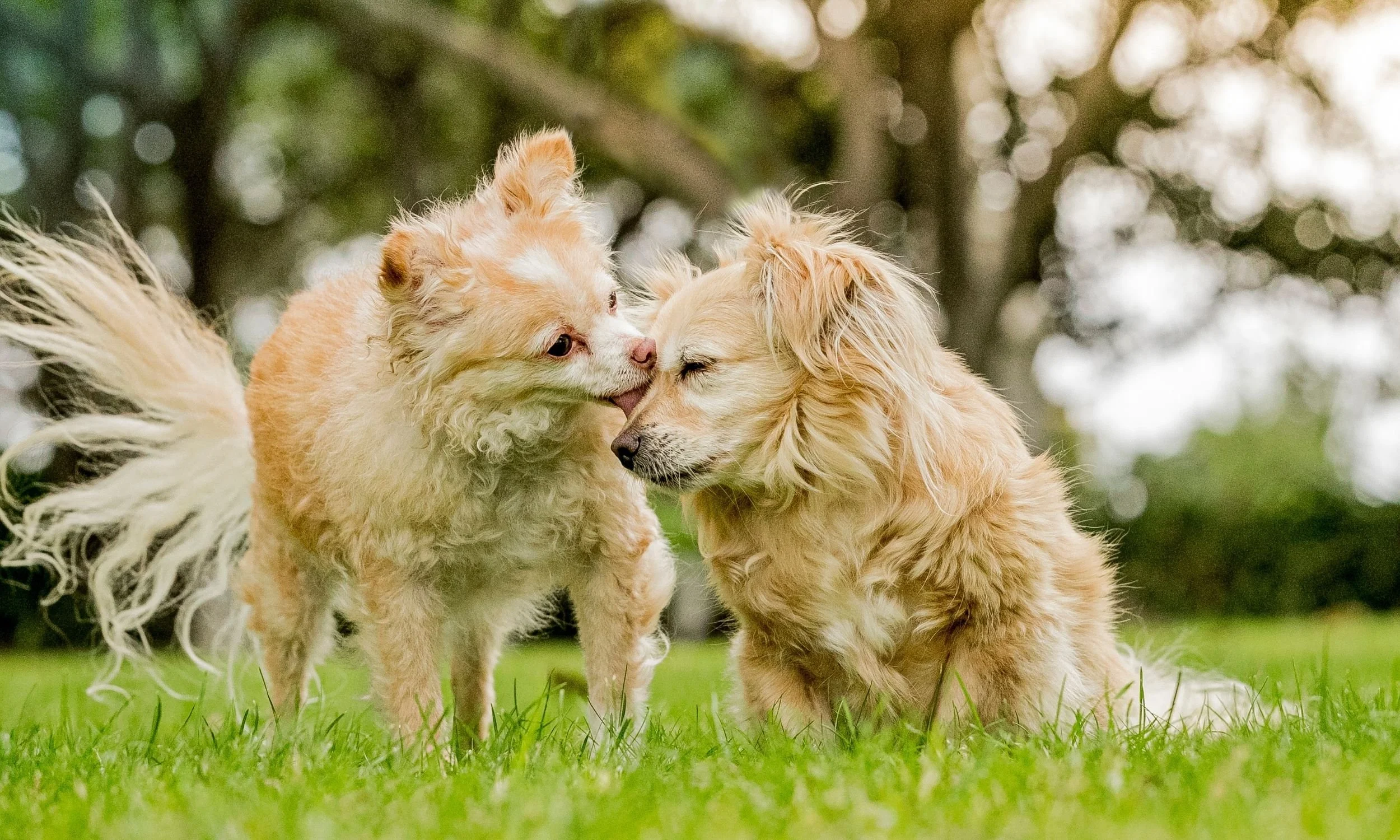 natural dog photographer.jpg (Copy) (Copy)