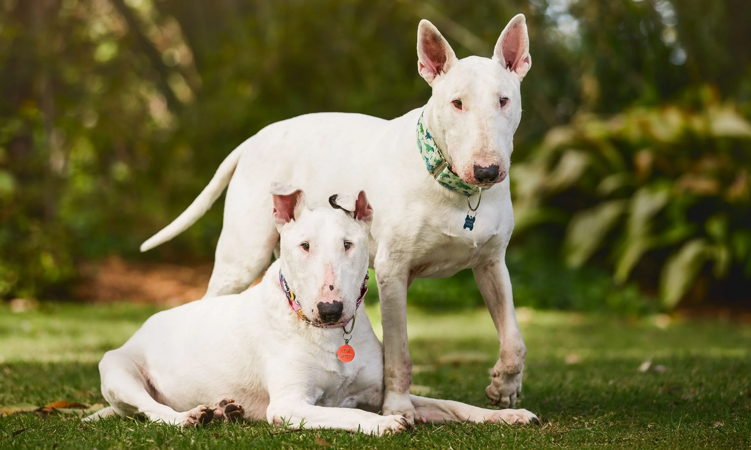 Pet photographer.jpg (Copy) (Copy)