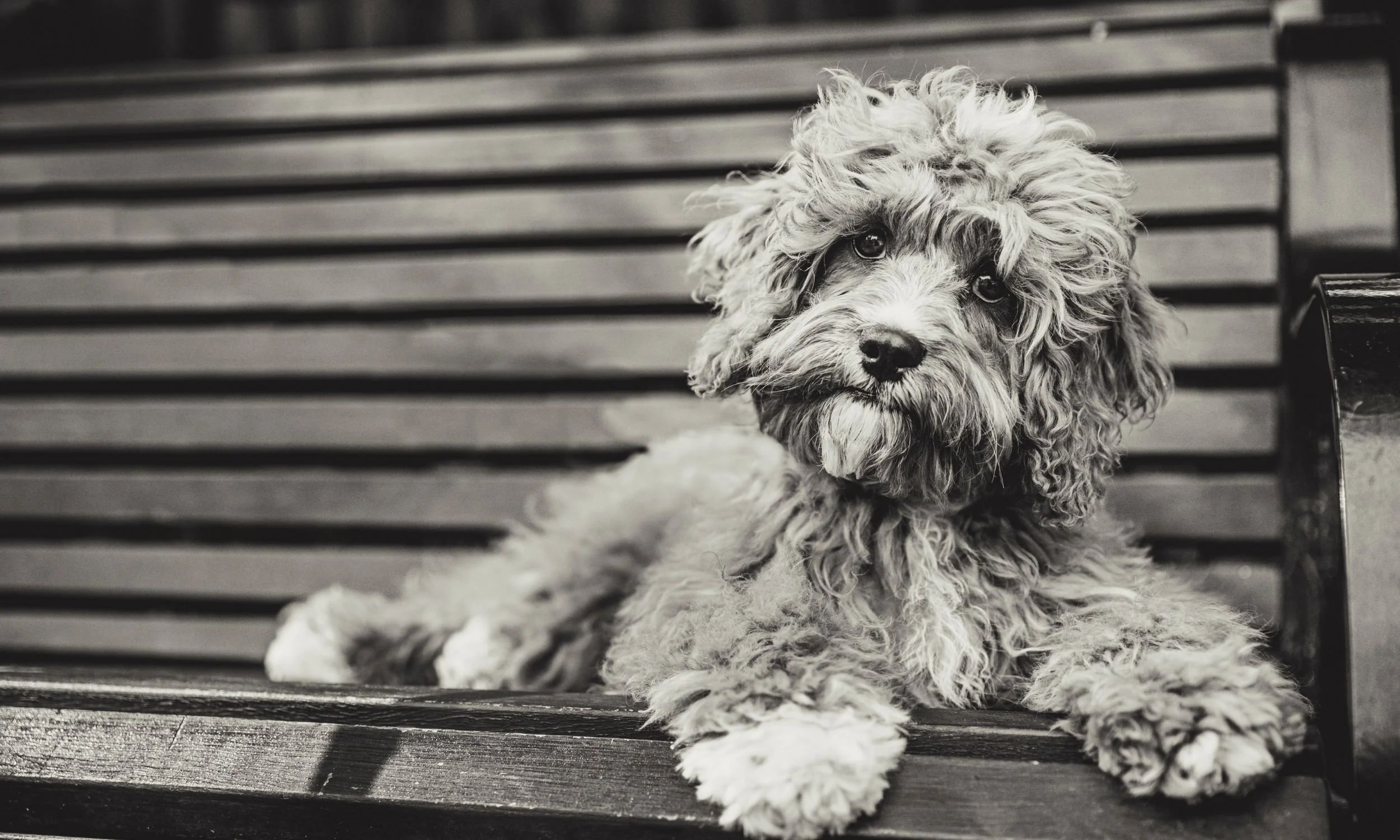 puppy photography.jpg (Copy) (Copy)