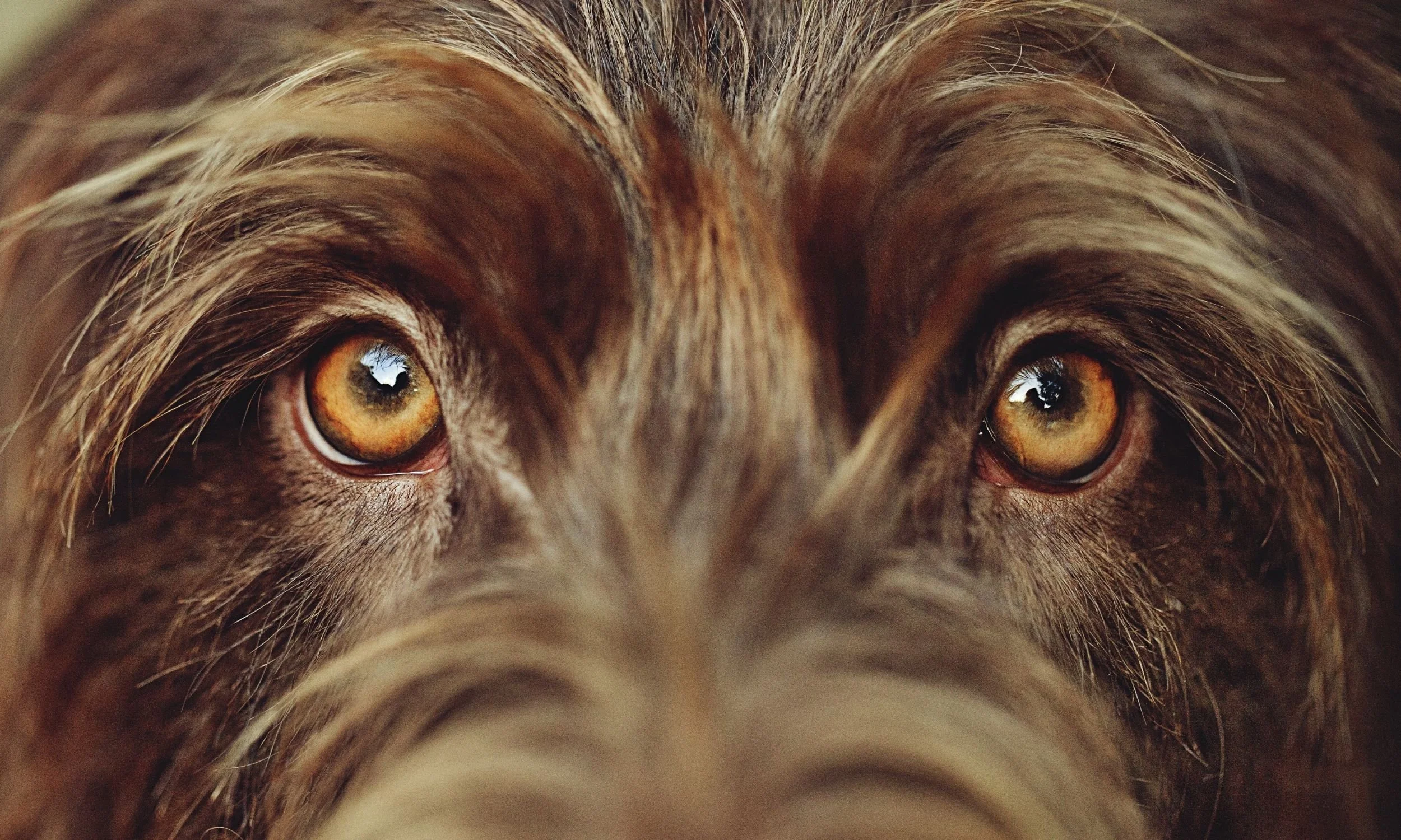 Soulful Dog Photography.jpg (Copy) (Copy)