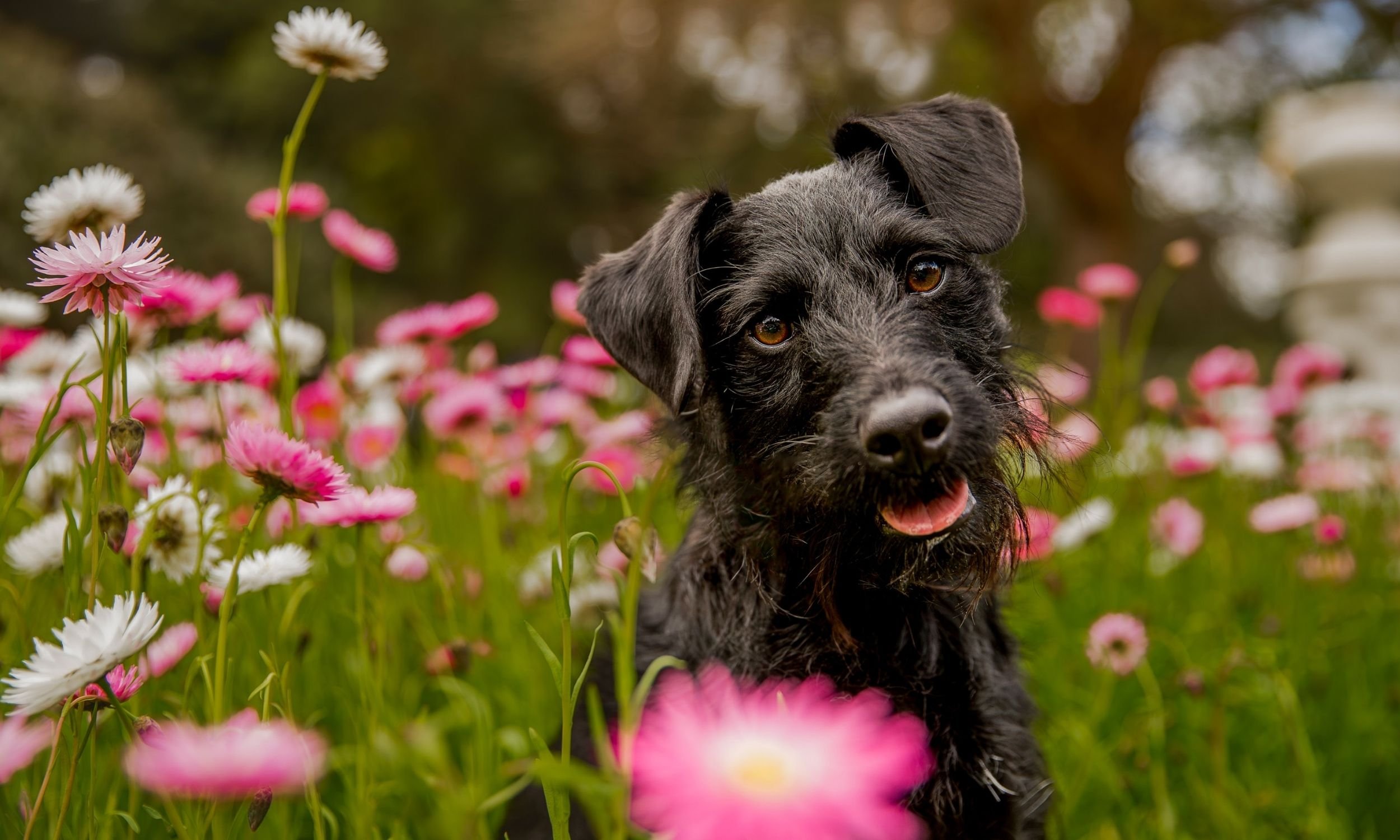 Capturing Joyful Moments Pet Photography With Rescue Dogs Sasha And Dexter Capturing Joyful Moments Pet Photography With Rescue Dogs Sasha And Dexter