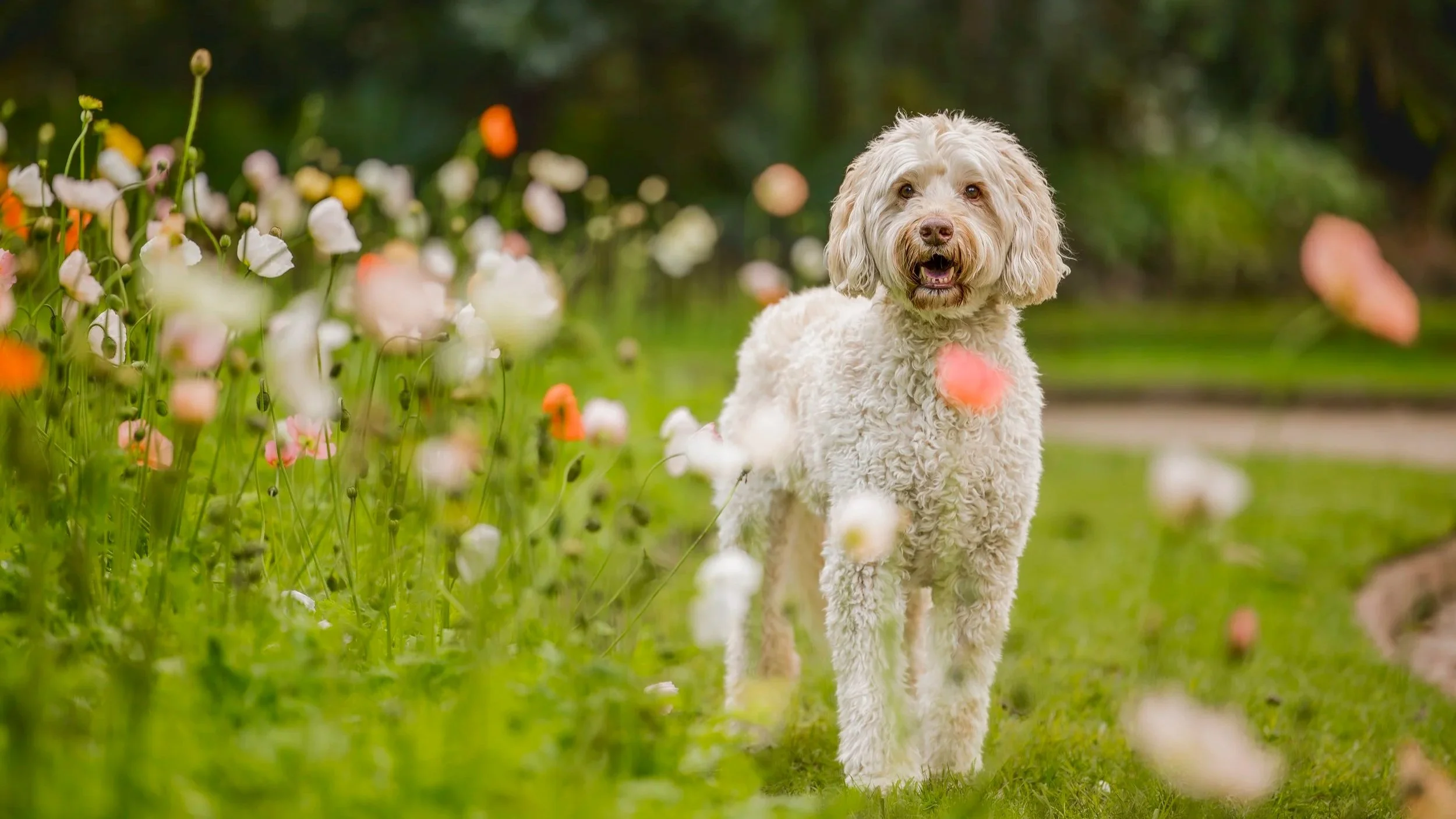 078_jake_07-26_ragamuffin.jpg