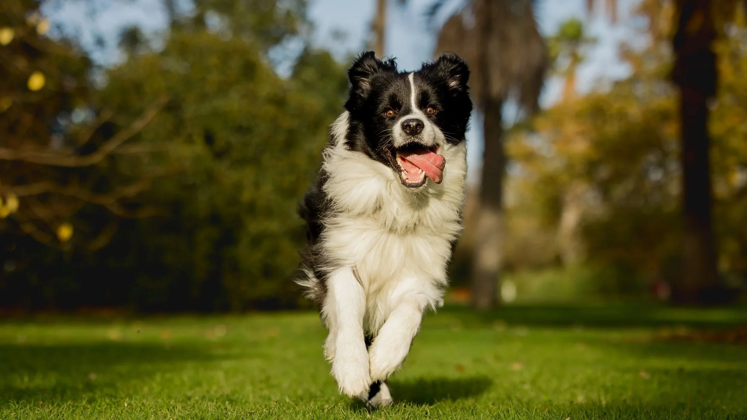 006_sully_07-26_ragamuffin.jpg