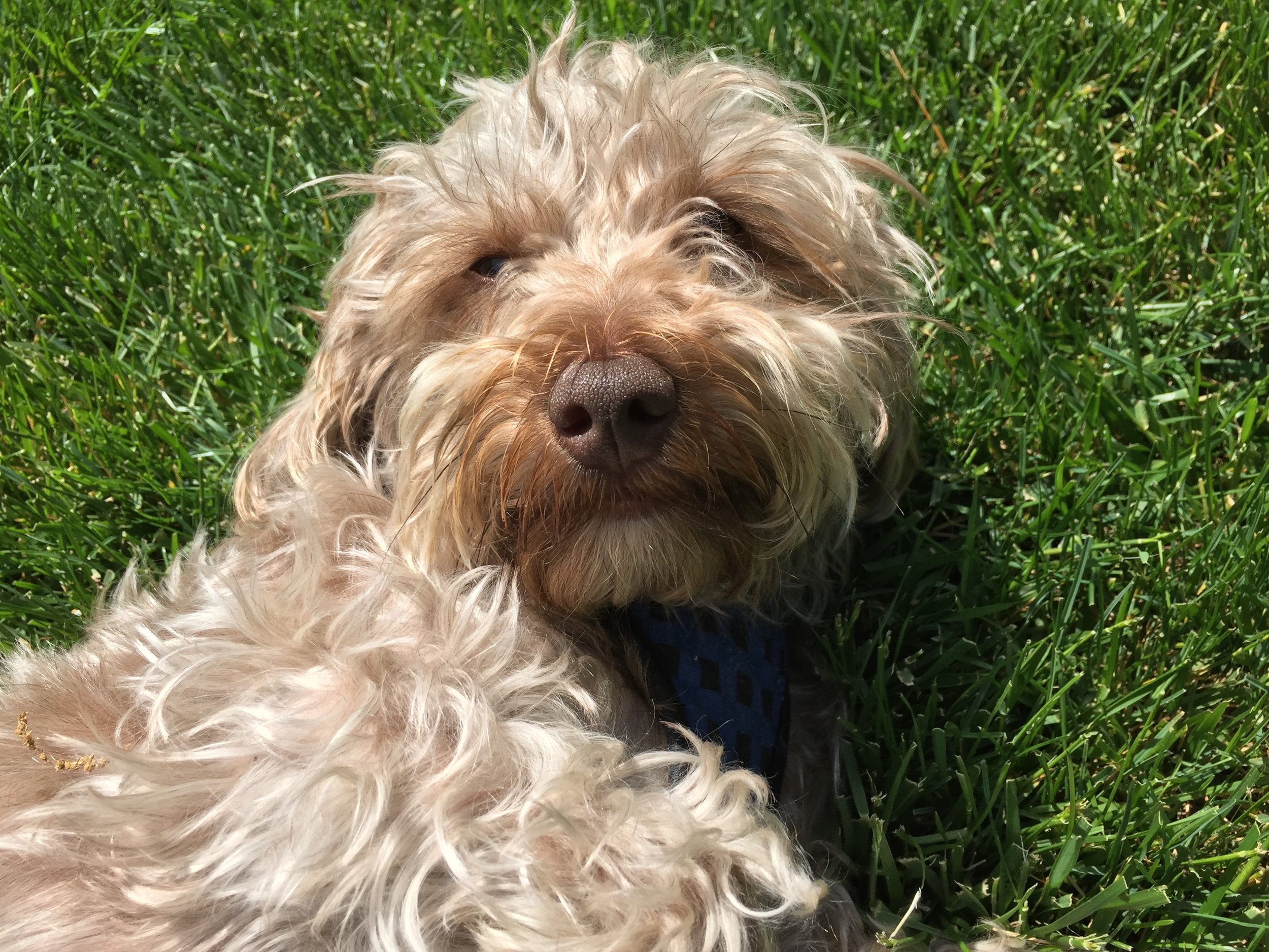 Dobbygrass.JPG