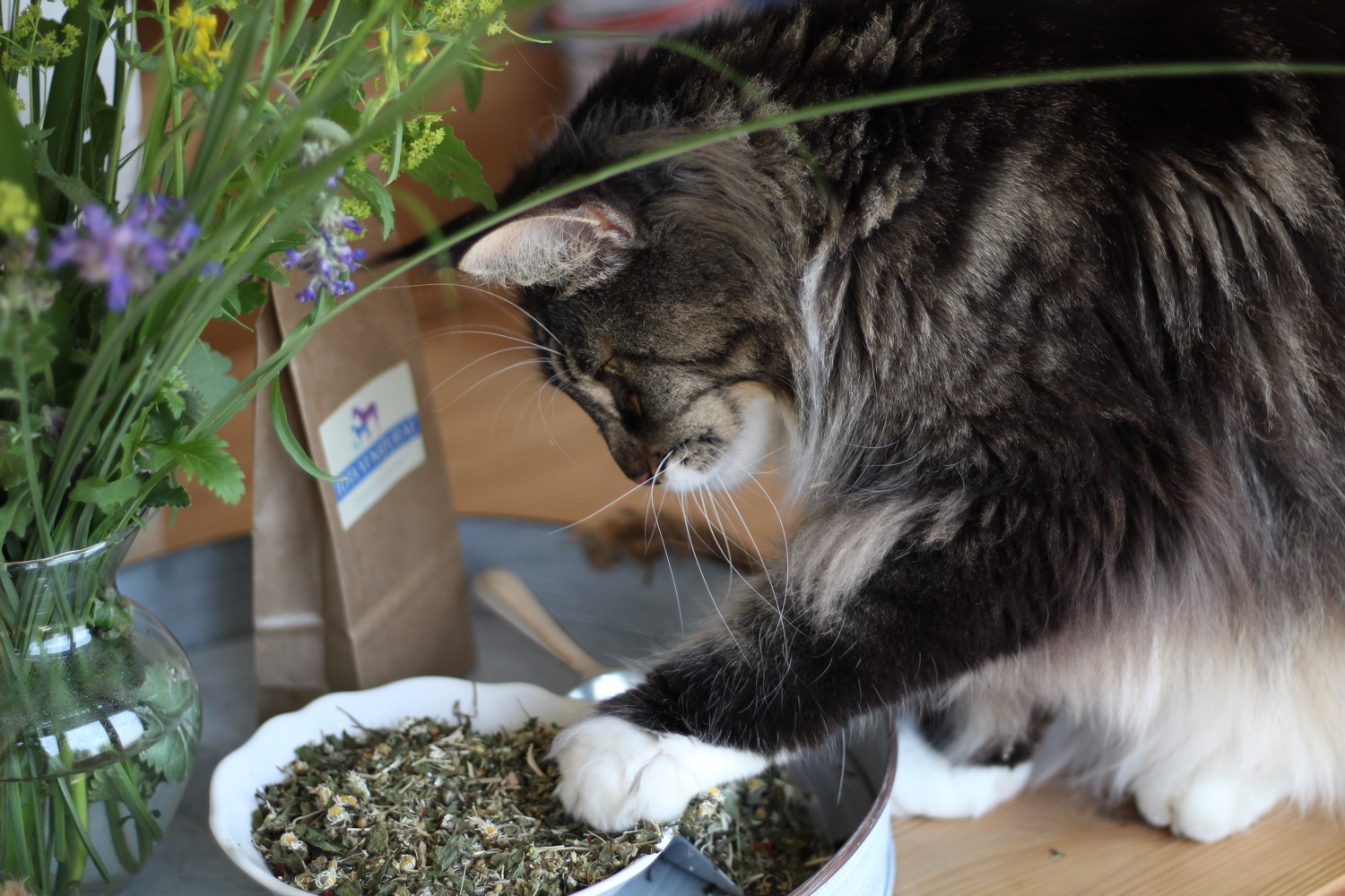 Fin - ein Kater, der Kräuter liebt