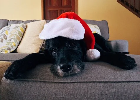 Hund weihnachten.jpg