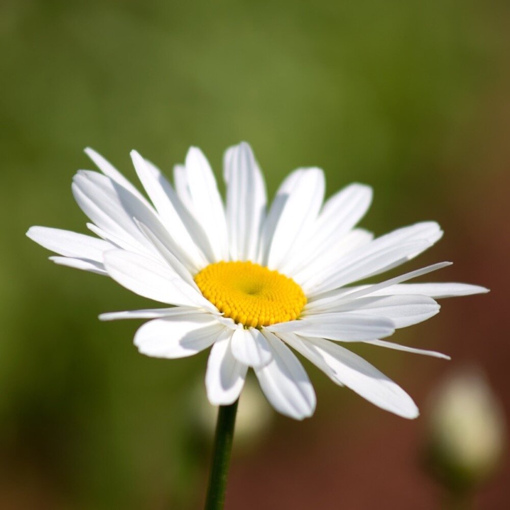 TotaViNaturae_Gänseblümchen_01.jpg