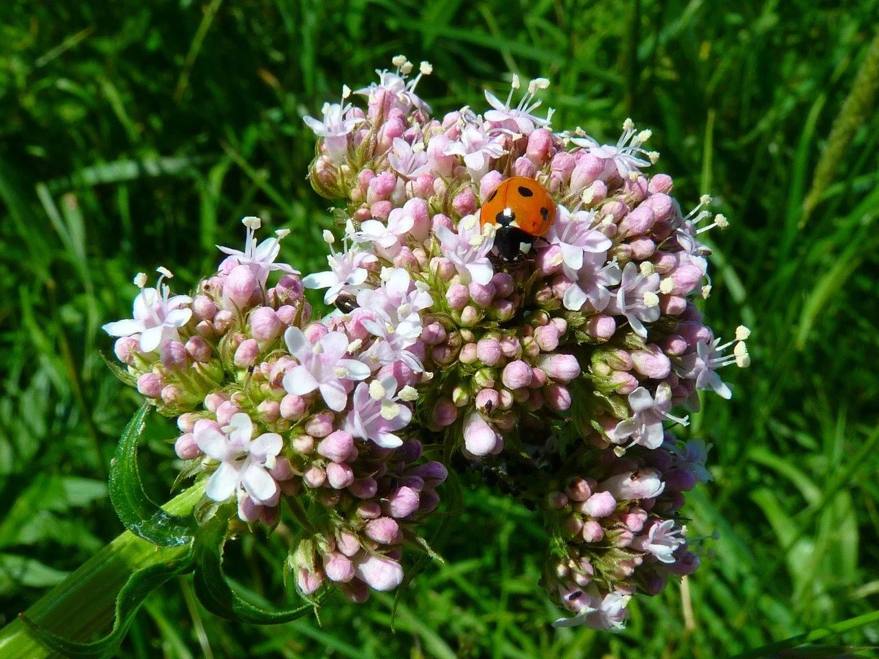 Valeriana officinalis