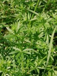 Das Klettenlabkraut (Galium aparine)
