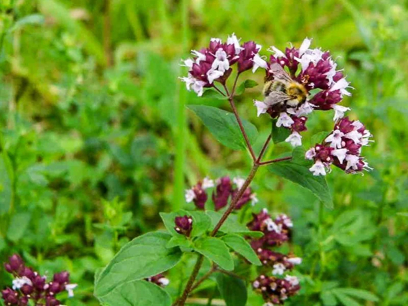 Dostenkraut (Origanum vulgare)
