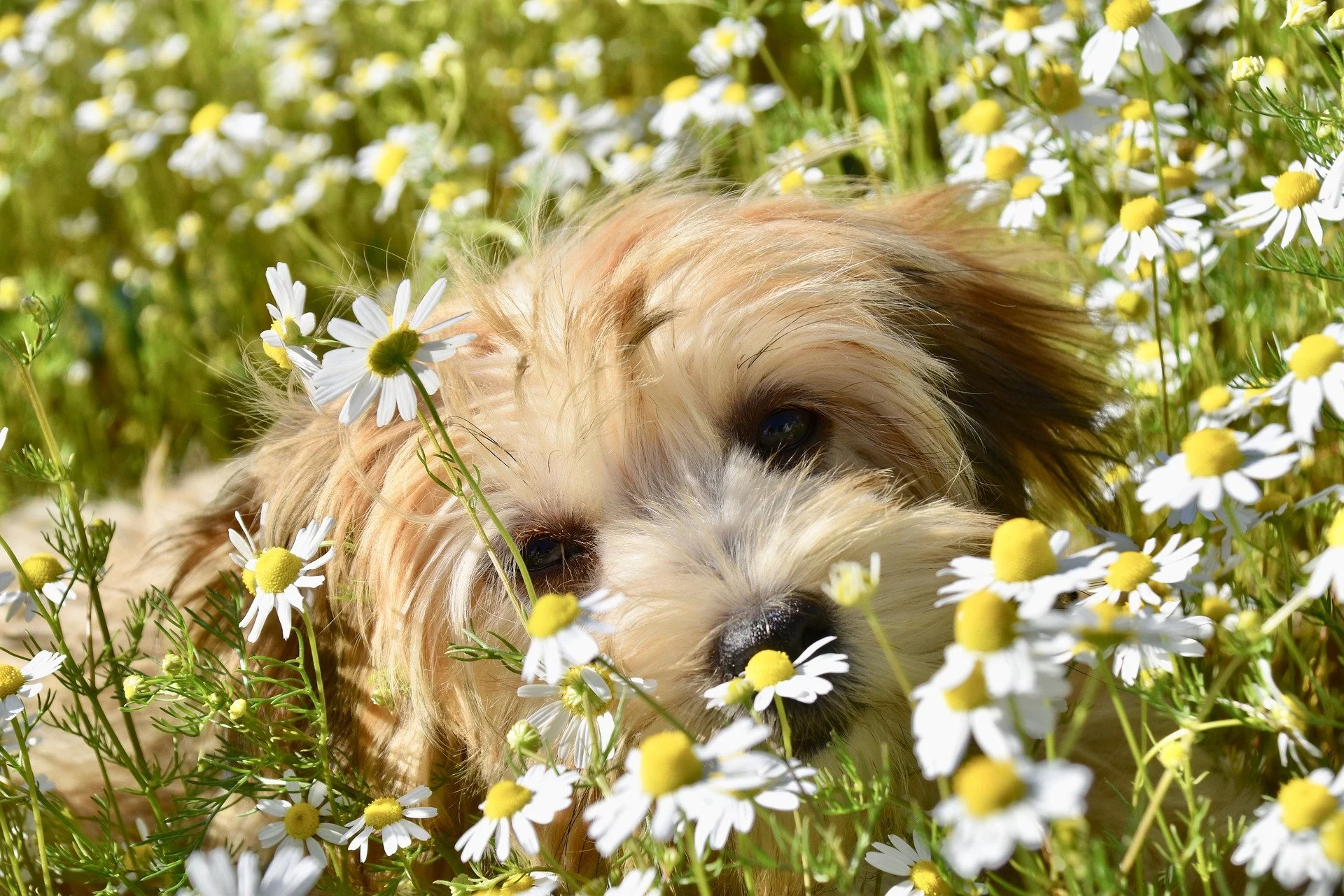 Natürliche Entwurmung für Hunde und Pferde