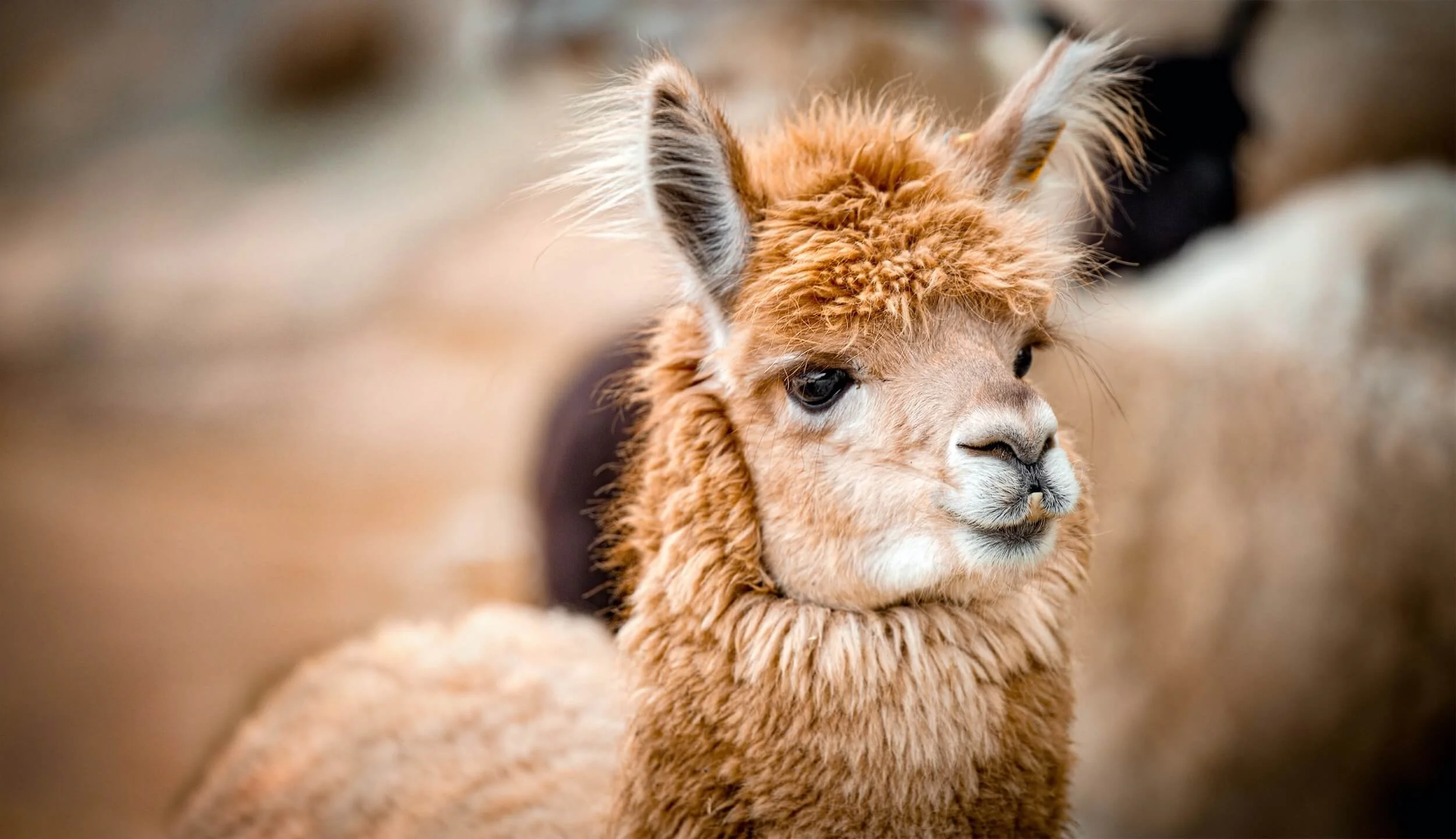 Alpaca-Banner-edit-min.jpg