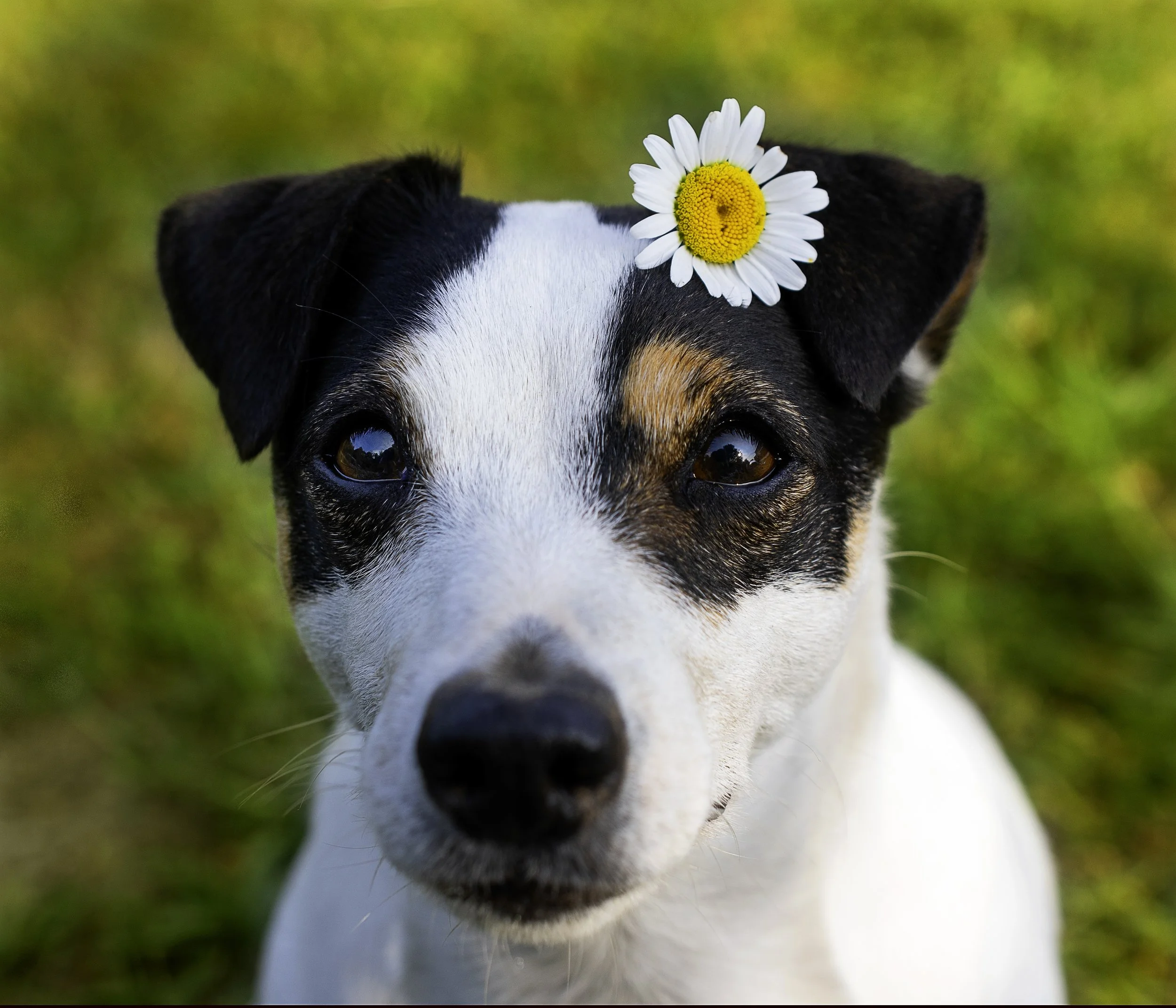 Scheinträchtigkeit- was tun?