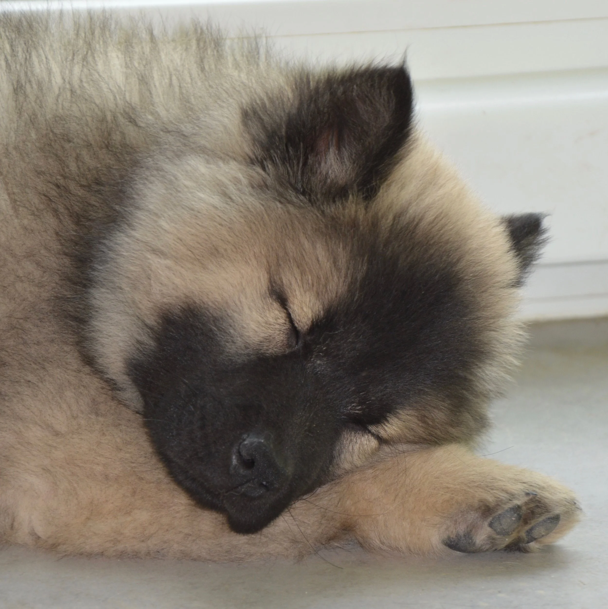 Harmony- die natürliche Beruhigung für deinen Hund