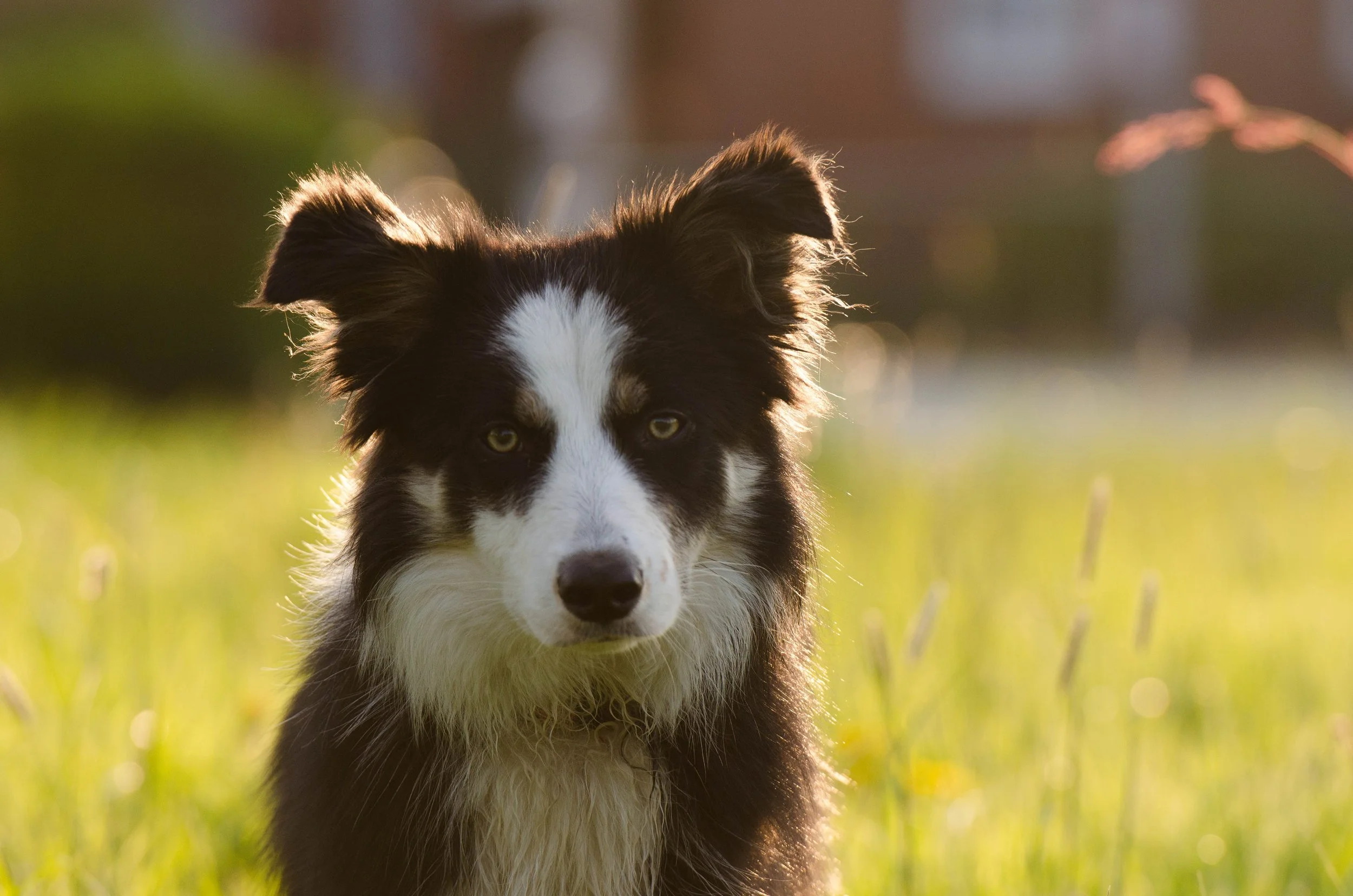 Analdrüsenentzündung beim Hund