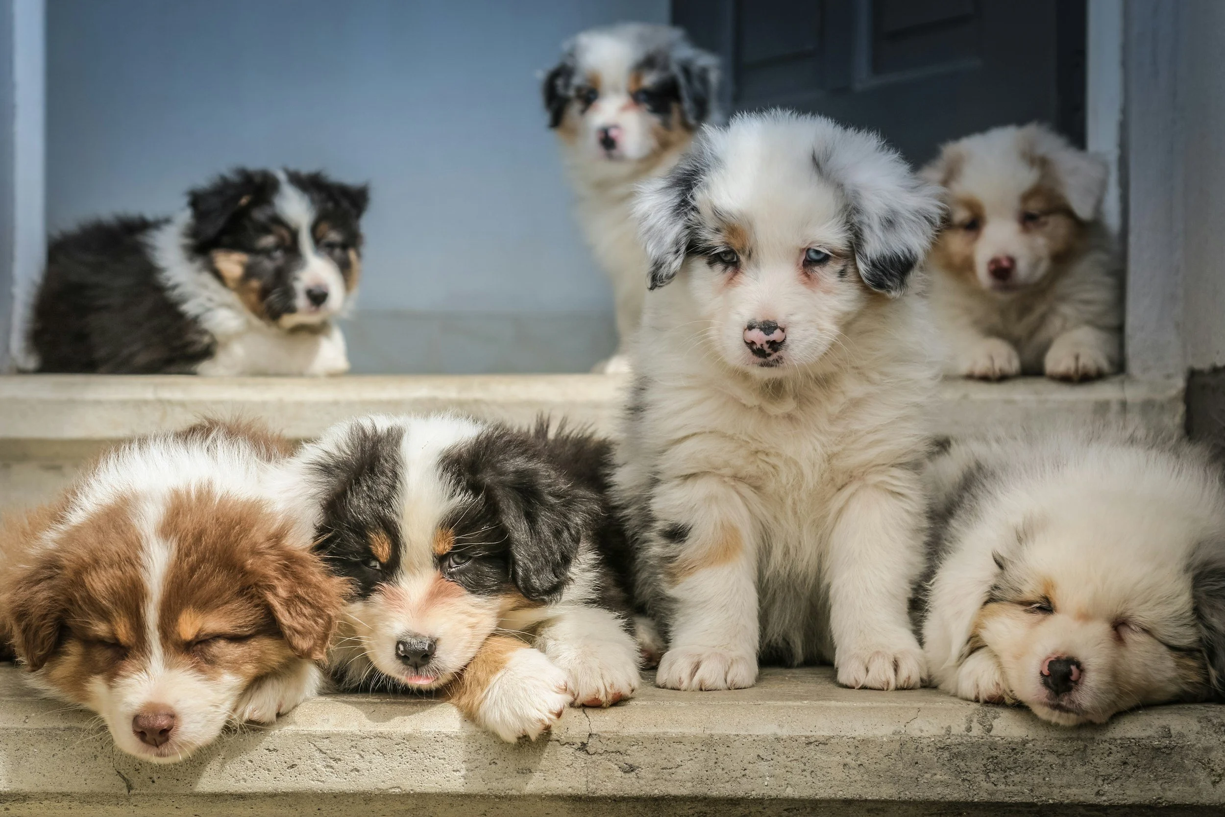 Die Entwurmung für deinen Hund- ab 3 Monaten möglich!